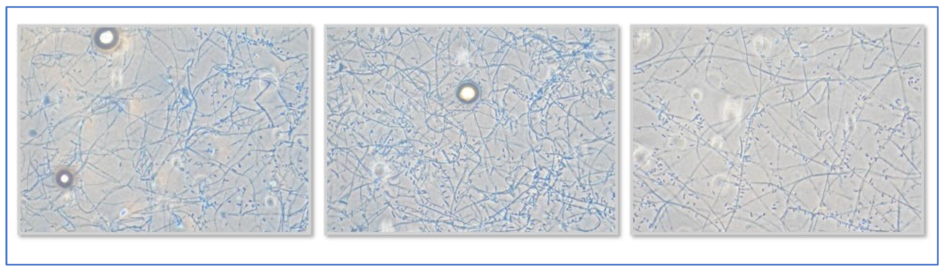 Microbiolres 16 00148 g001