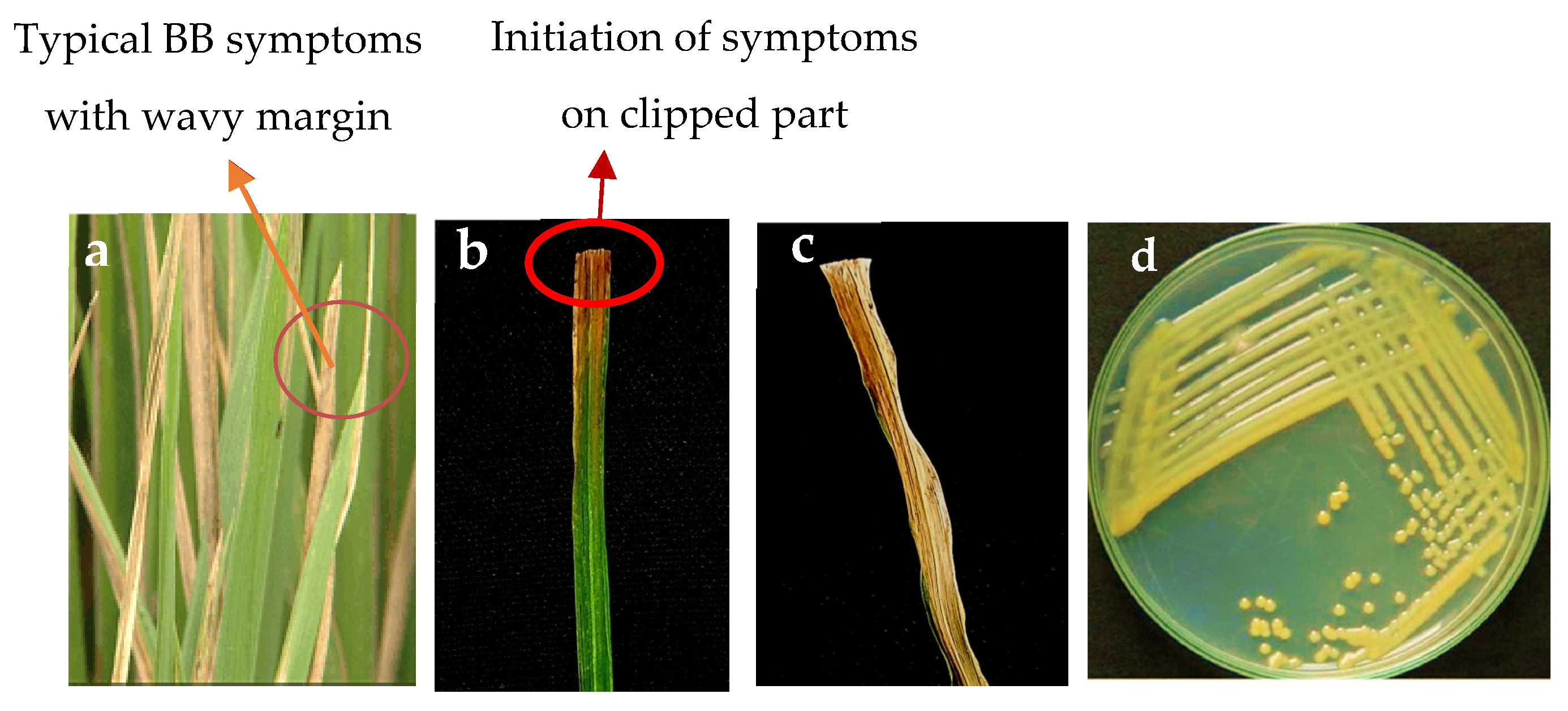 Microbiolres 16 00151 g001