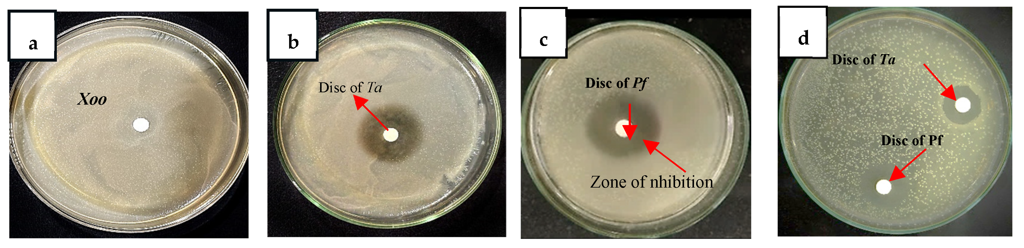 Microbiolres 16 00151 g003