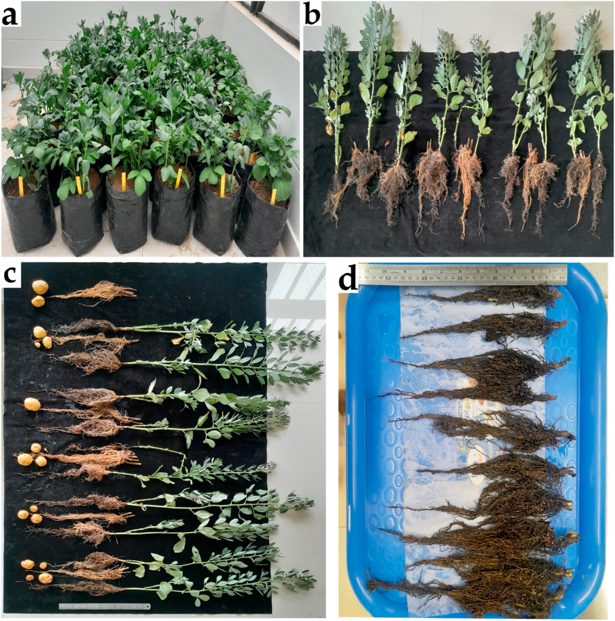 Microbiolres 16 00164 g001