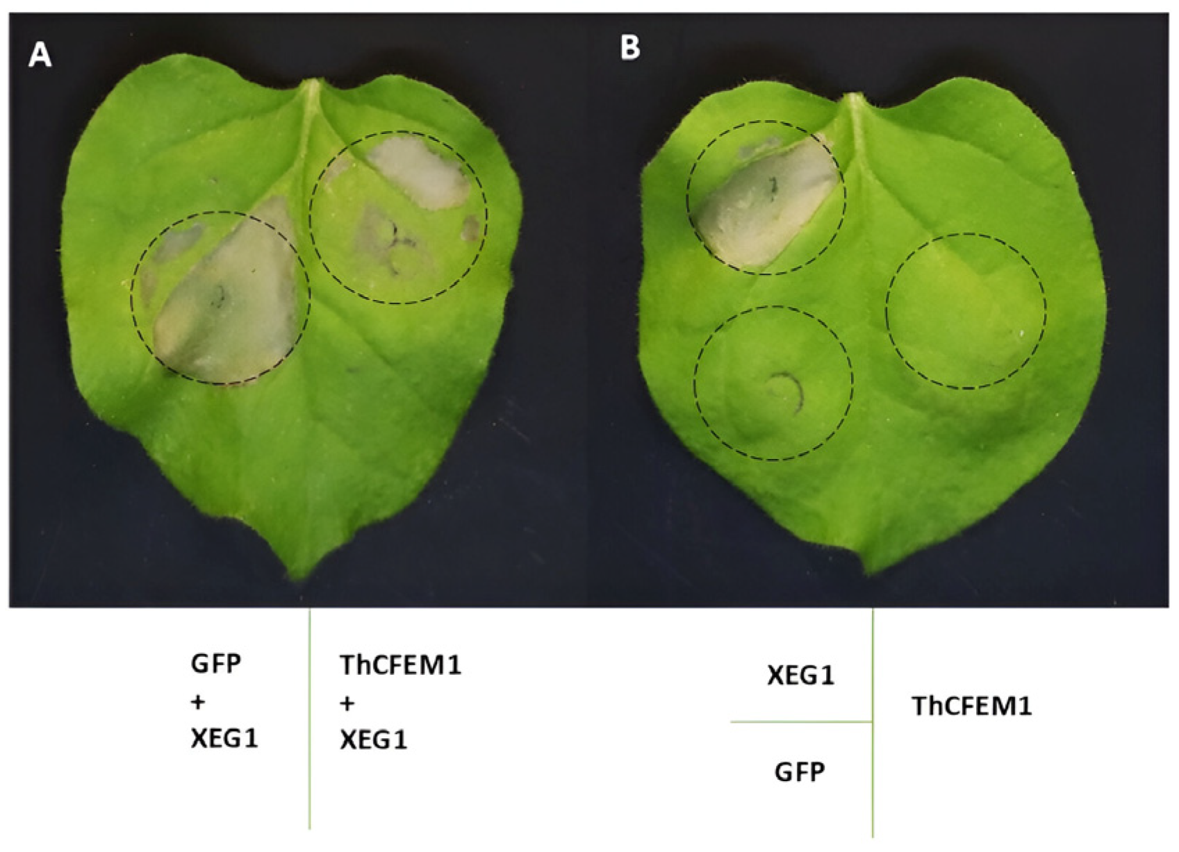 Microbiolres 16 00175 g007