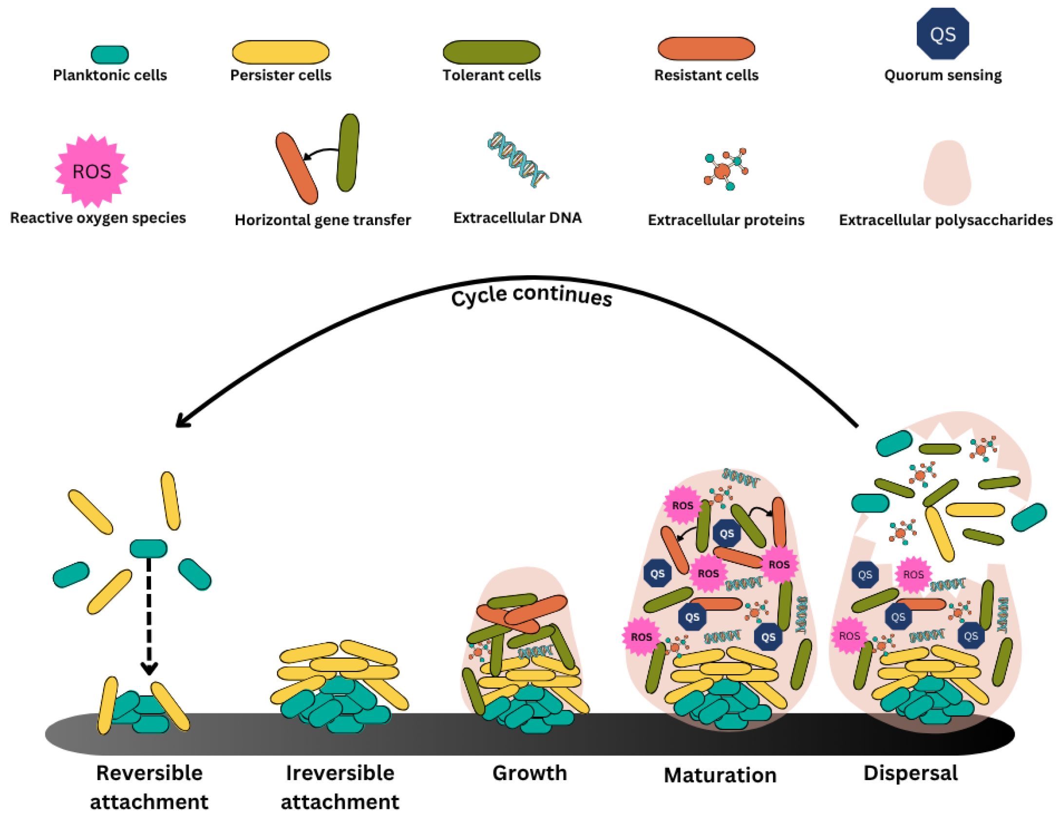 Microbiolres 16 00183 g001