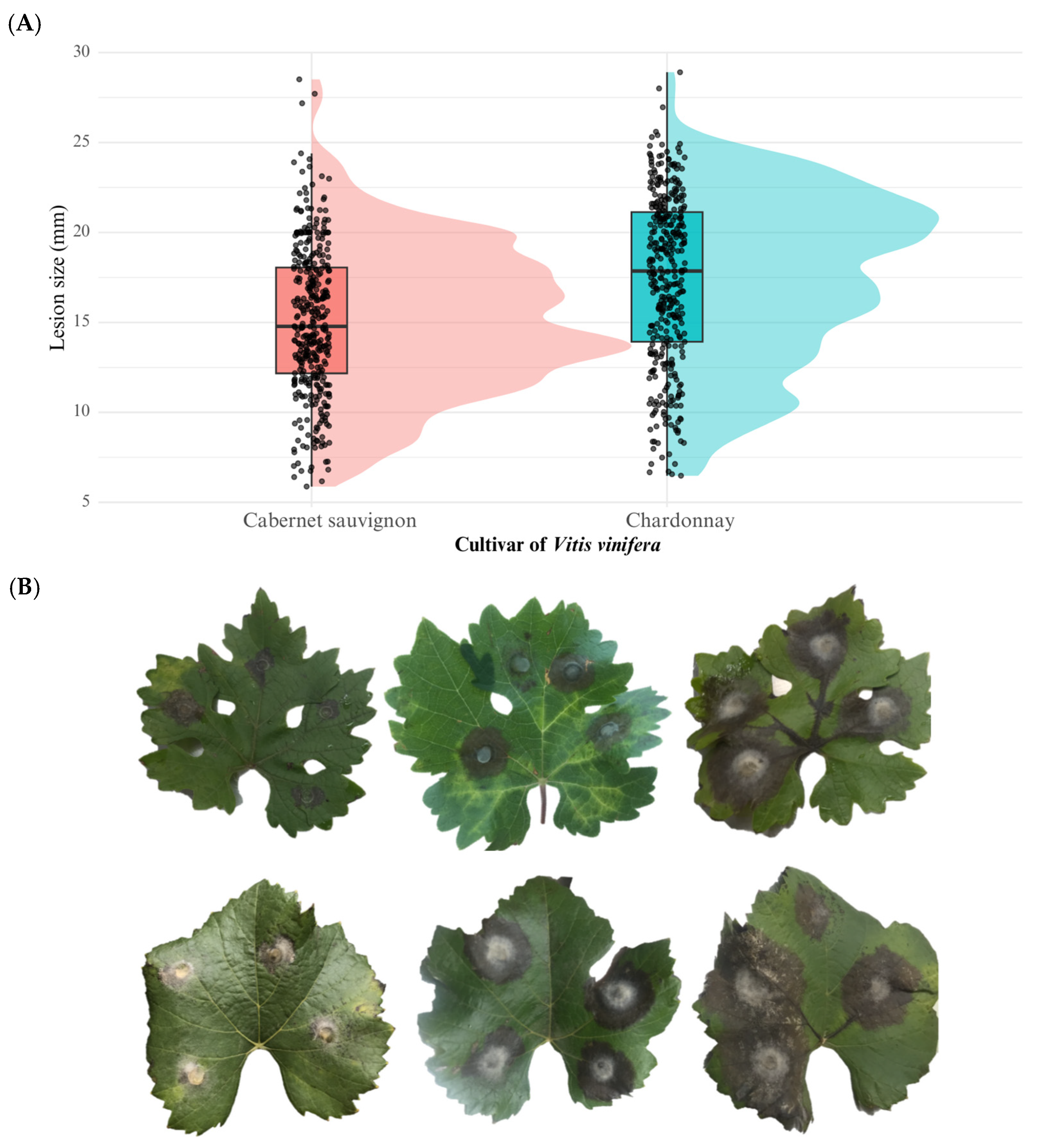 Microbiolres 16 00219 g005