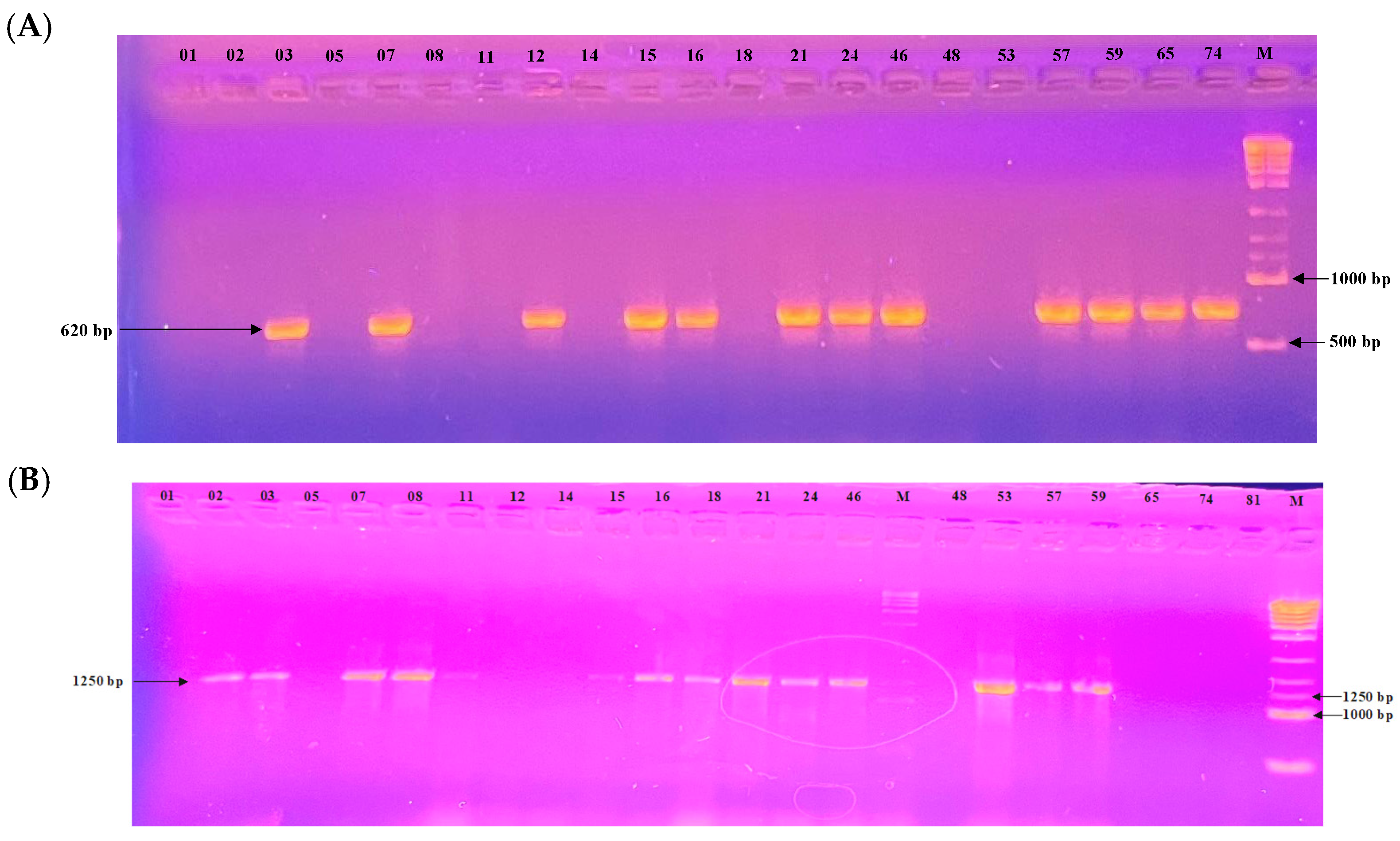 Microbiolres 16 00219 g006