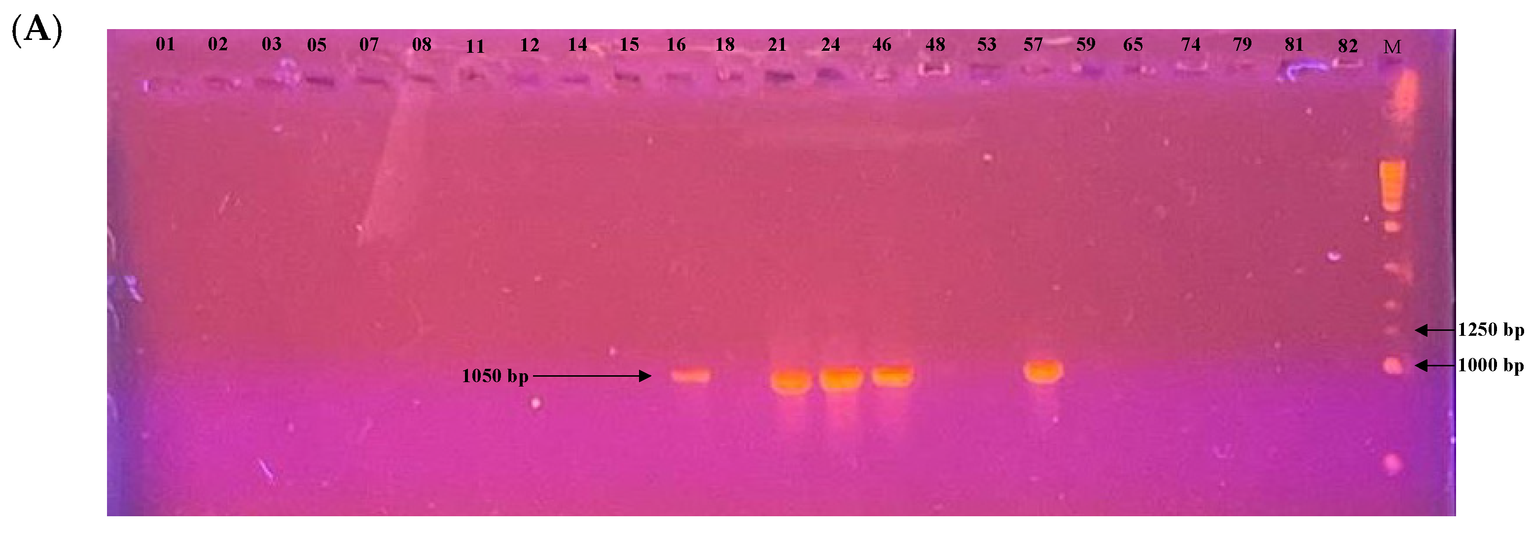 Microbiolres 16 00219 g007a