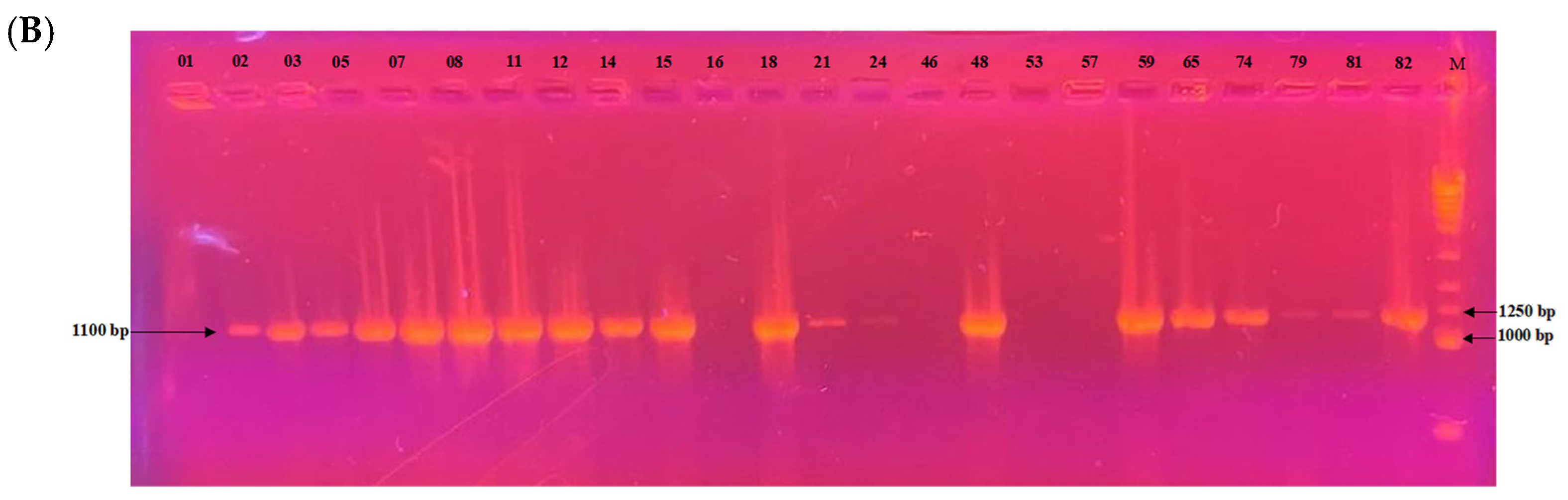 Microbiolres 16 00219 g007b