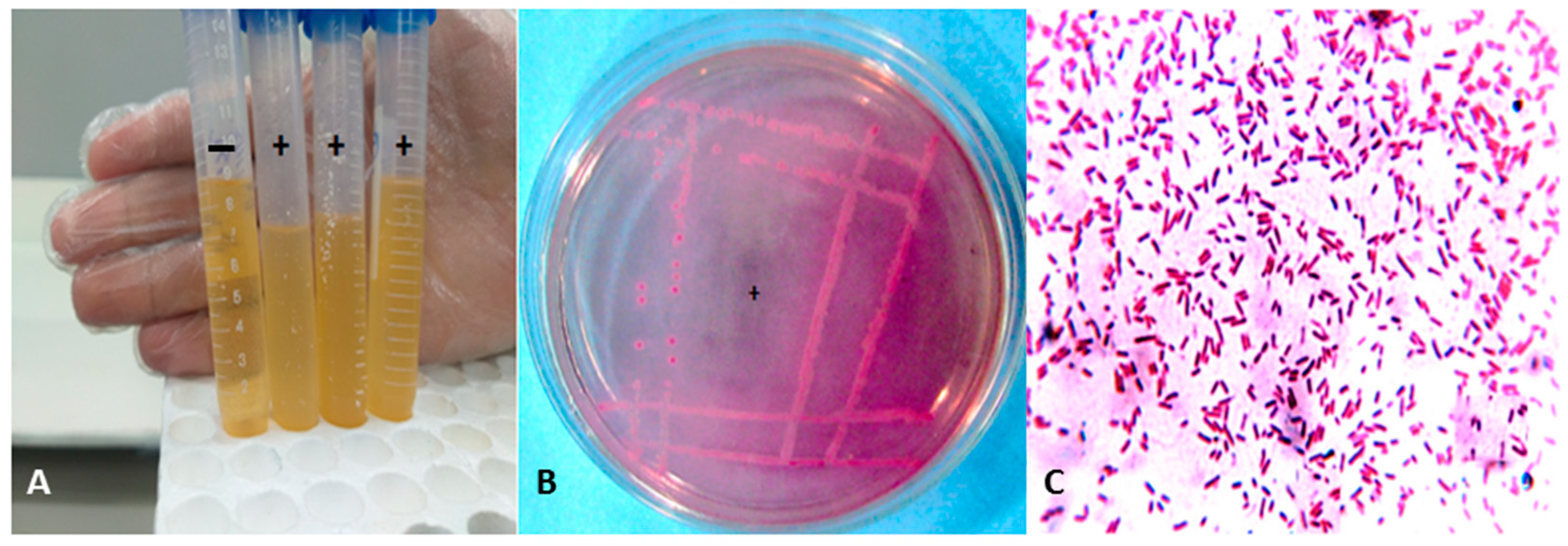 Microbiolres 16 00222 g001