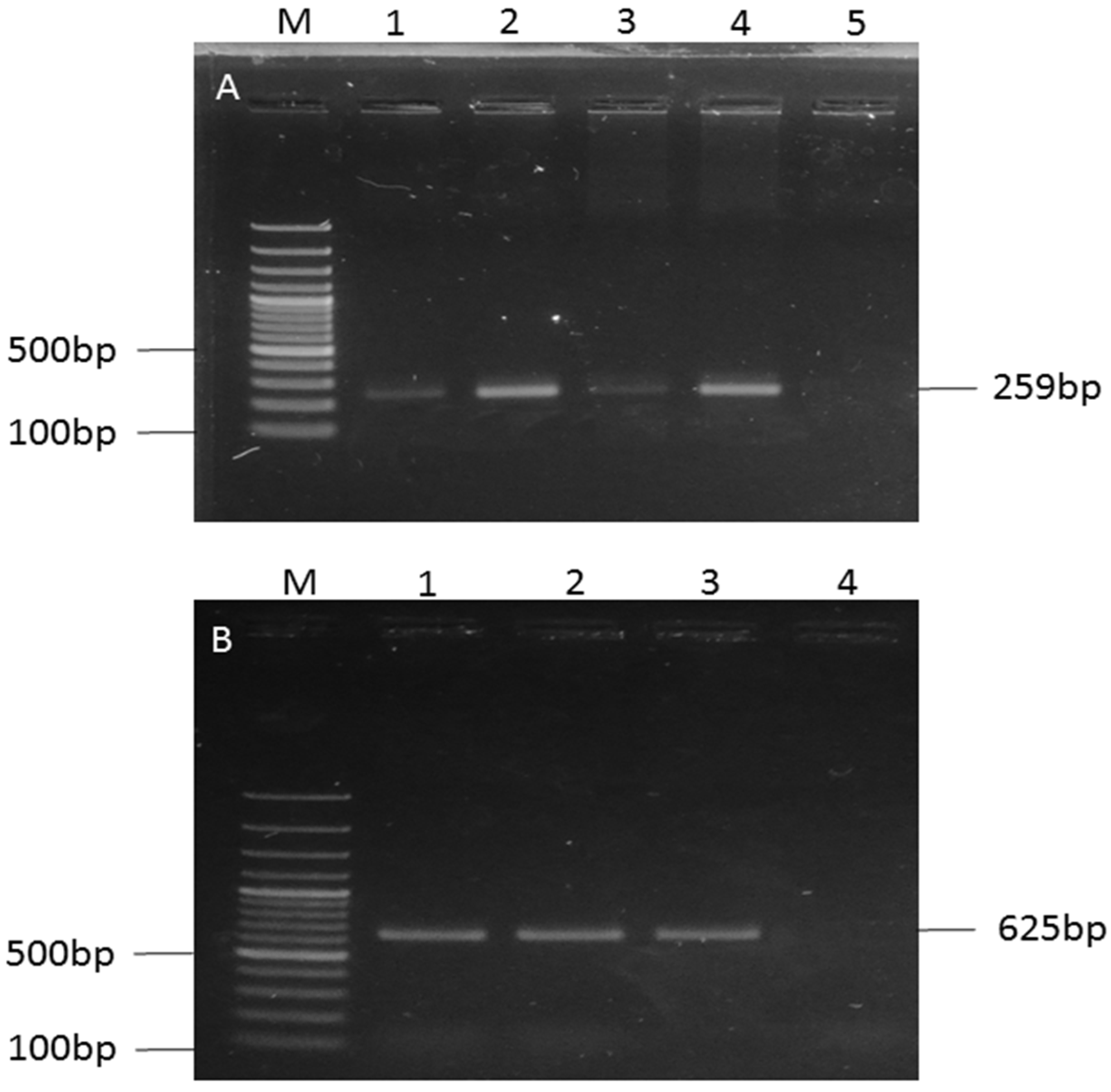 Microbiolres 16 00222 g003