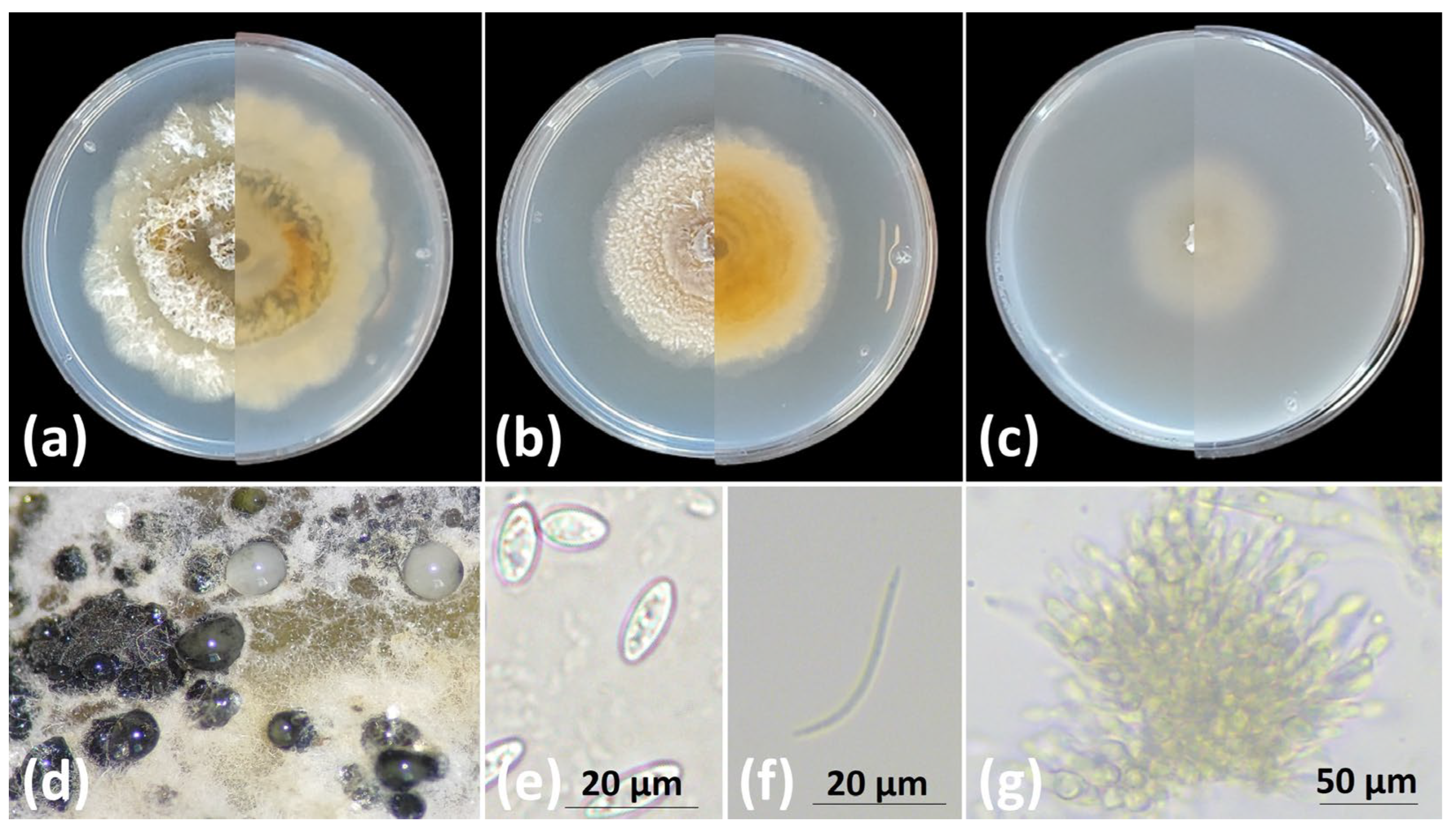 Microbiolres 16 00224 g004 Microbiolres 16 00224 g004