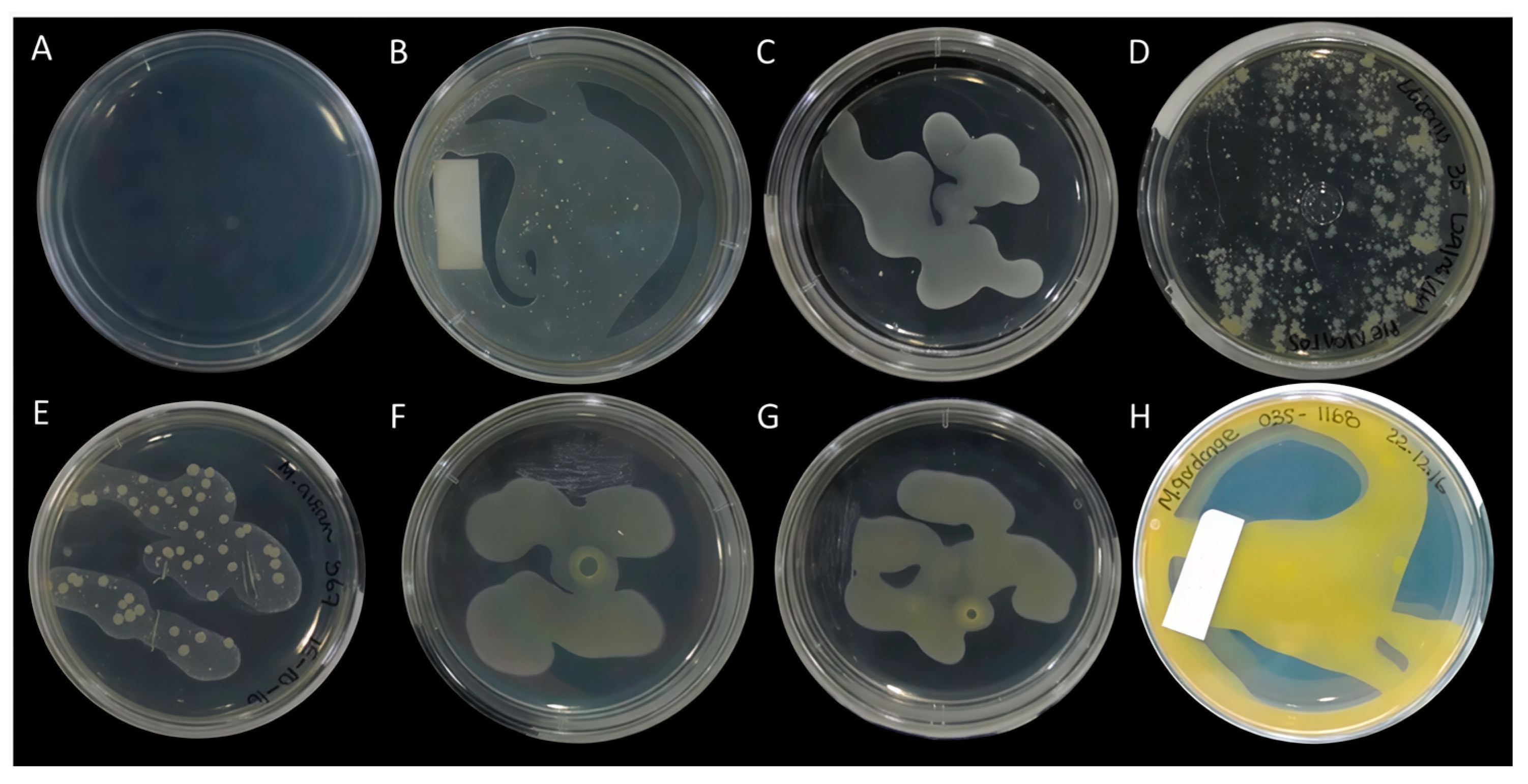 Microbiolres 16 00239 g002 Microbiolres 16 00239 g002