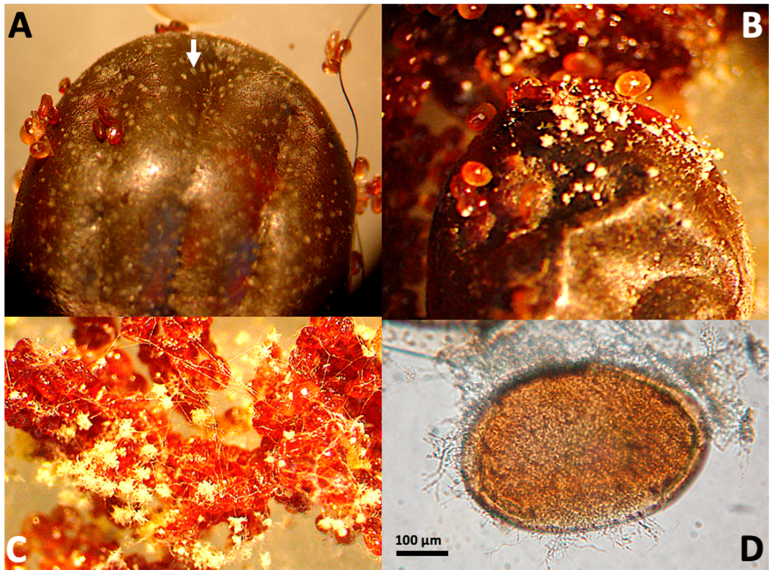 Microbiolres 16 00243 g002 Microbiolres 16 00243 g002