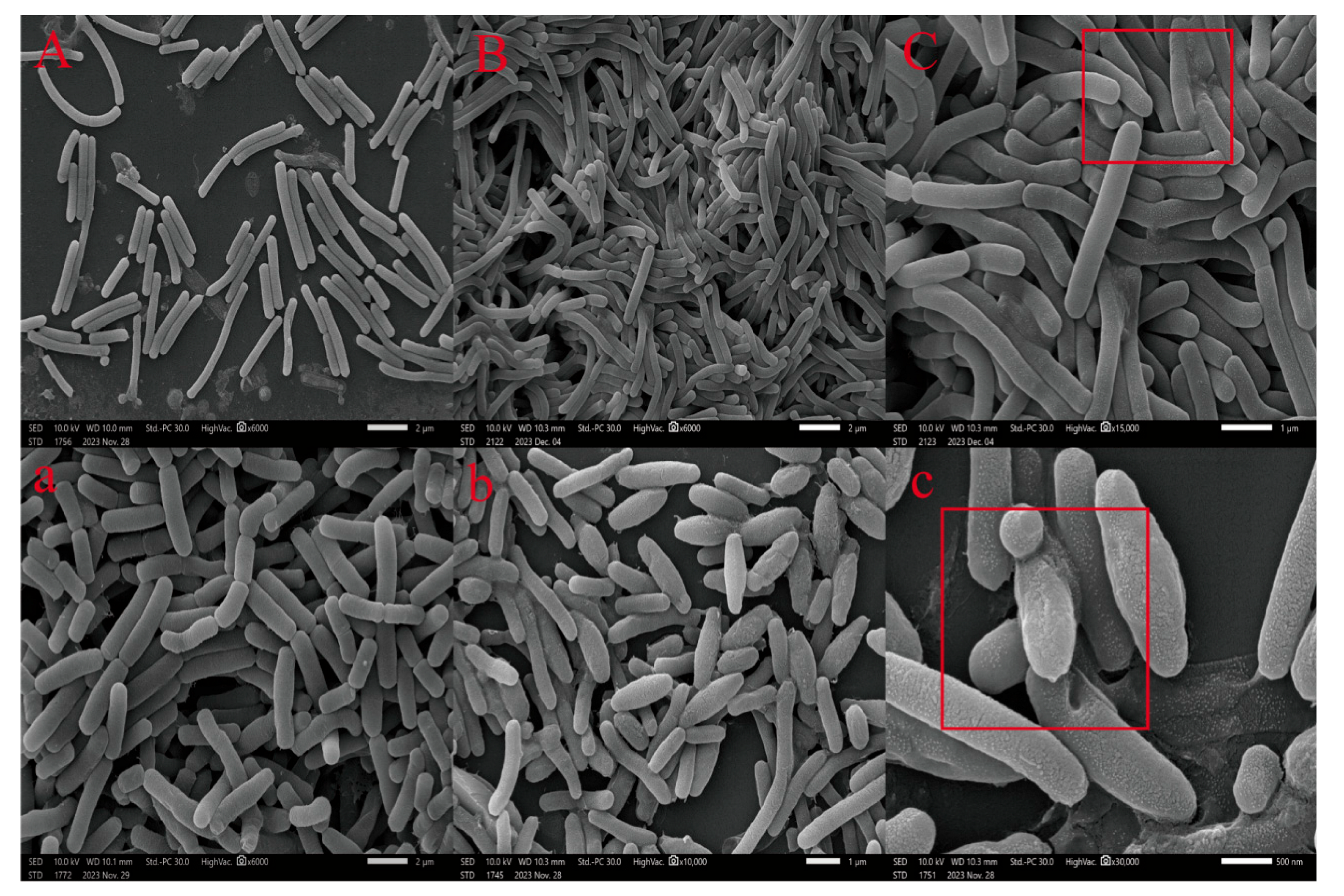 Microbiolres 16 00247 g001 Microbiolres 16 00247 g001