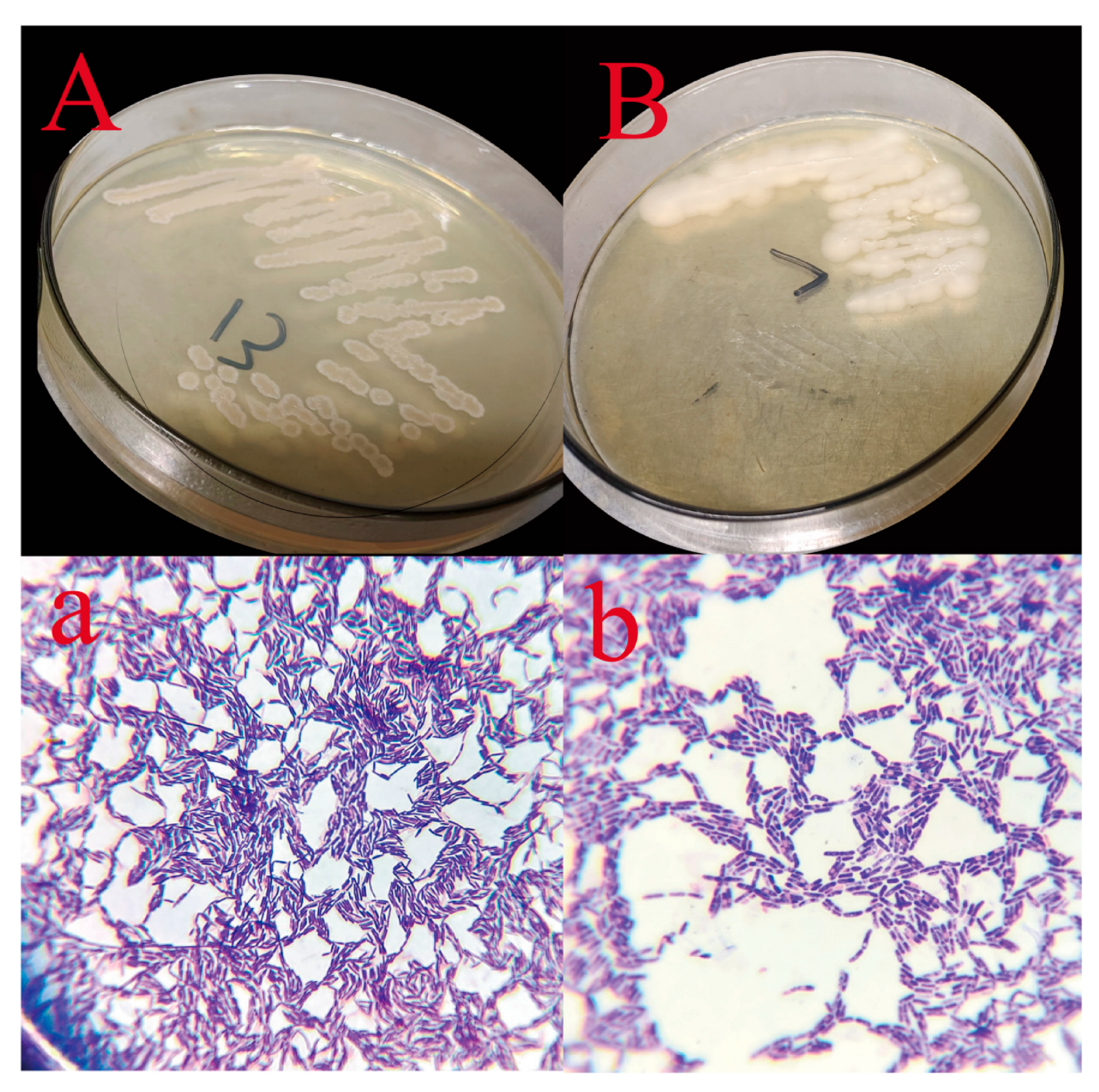 Microbiolres 16 00247 g002 Microbiolres 16 00247 g002