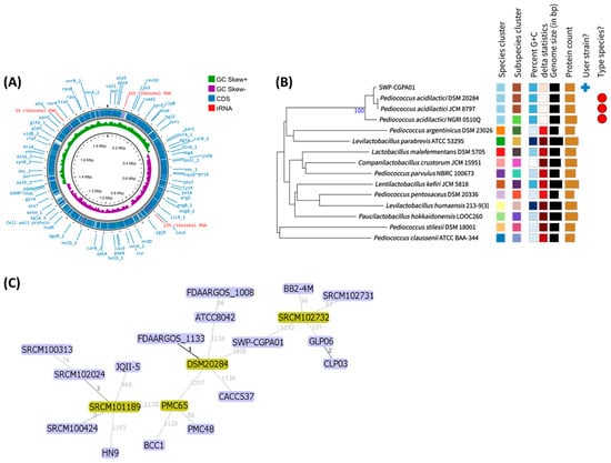 Overview of the whole genome of the SWP-CGPA01 strain and its evolutionary tree. (A) The genome map of SWP-CGPA01 was drawn using Proksee viewer v0.6.6. The outside ring displays the coding sequence (CDS; blue) and ribosomal RNA (rRNA; red). The inside ring shows G/C skew information in the positive-sense strand (+; green color) and negative-sense strand (−; purple color). (B) The phylogenetic tree was created from GBDP distances calculated from genome sequences. The branch lengths are scaled in terms of the GBDP distance formula d5. The numbers above the branches are GBDP pseudo-bootstrap support values > 60% from 100 replications, with an average branch support of 31.1%. (C) The minimum spanning tree illustrating the phylogenetic relationship based on the wgMLST allelic profiles of 20 P. acidilactici strains.