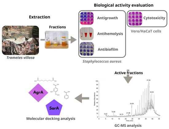 Basidiomata of Trametes villosa (H. Maldonado 04, UADY).