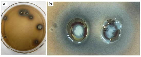 Evaluation of silver tolerance in bacterial strains isolated from mine tailings. (a) Minimum inhibitory concentration tests with AgNO3 (0.5 mM). (b) Phenotypes of bacterial colonies in response to the presence of AgNO3. The accumulation of soluble silver associated with bacterial exopolysaccharides is observed.