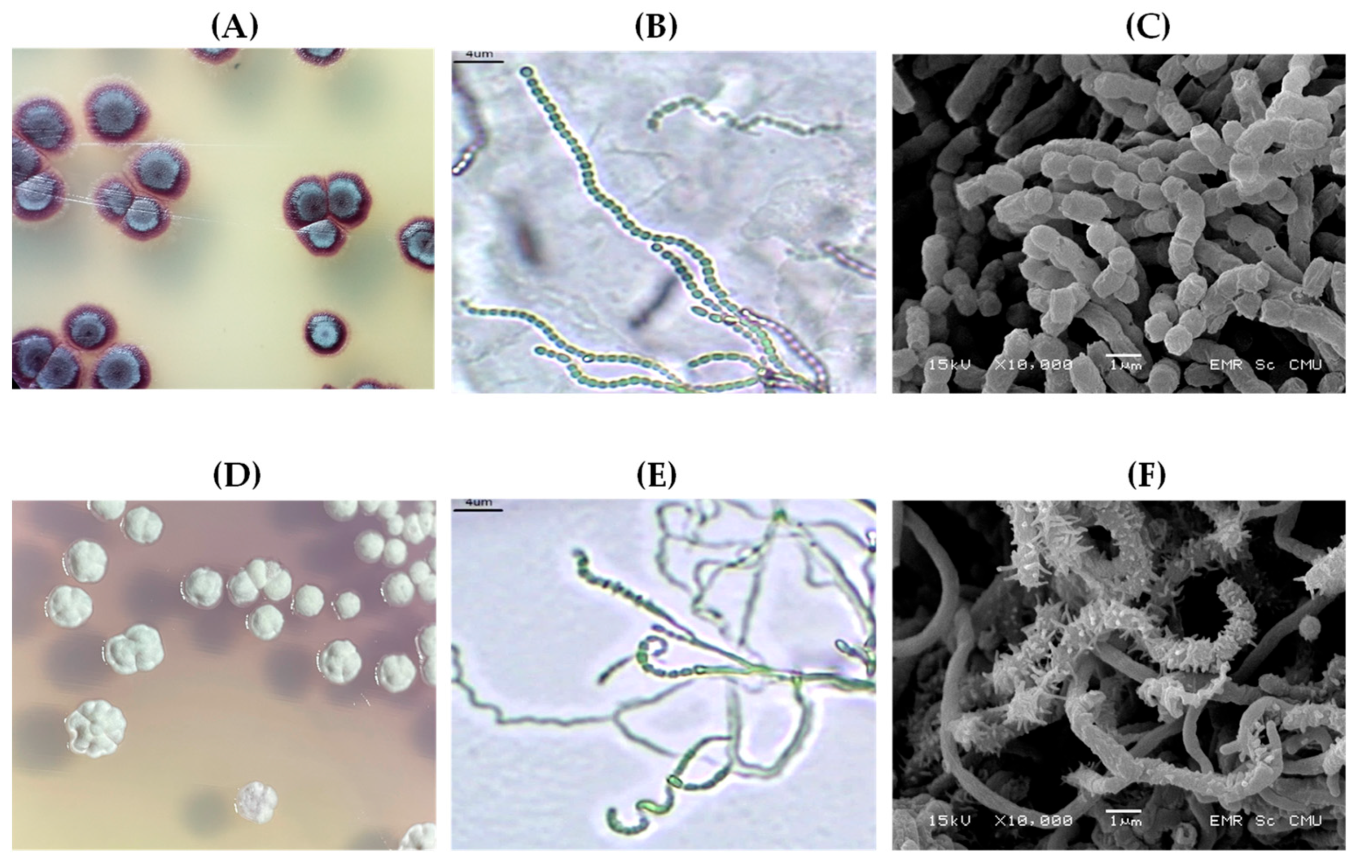 Microbiolres 17 00016 g001 Microbiolres 17 00016 g001