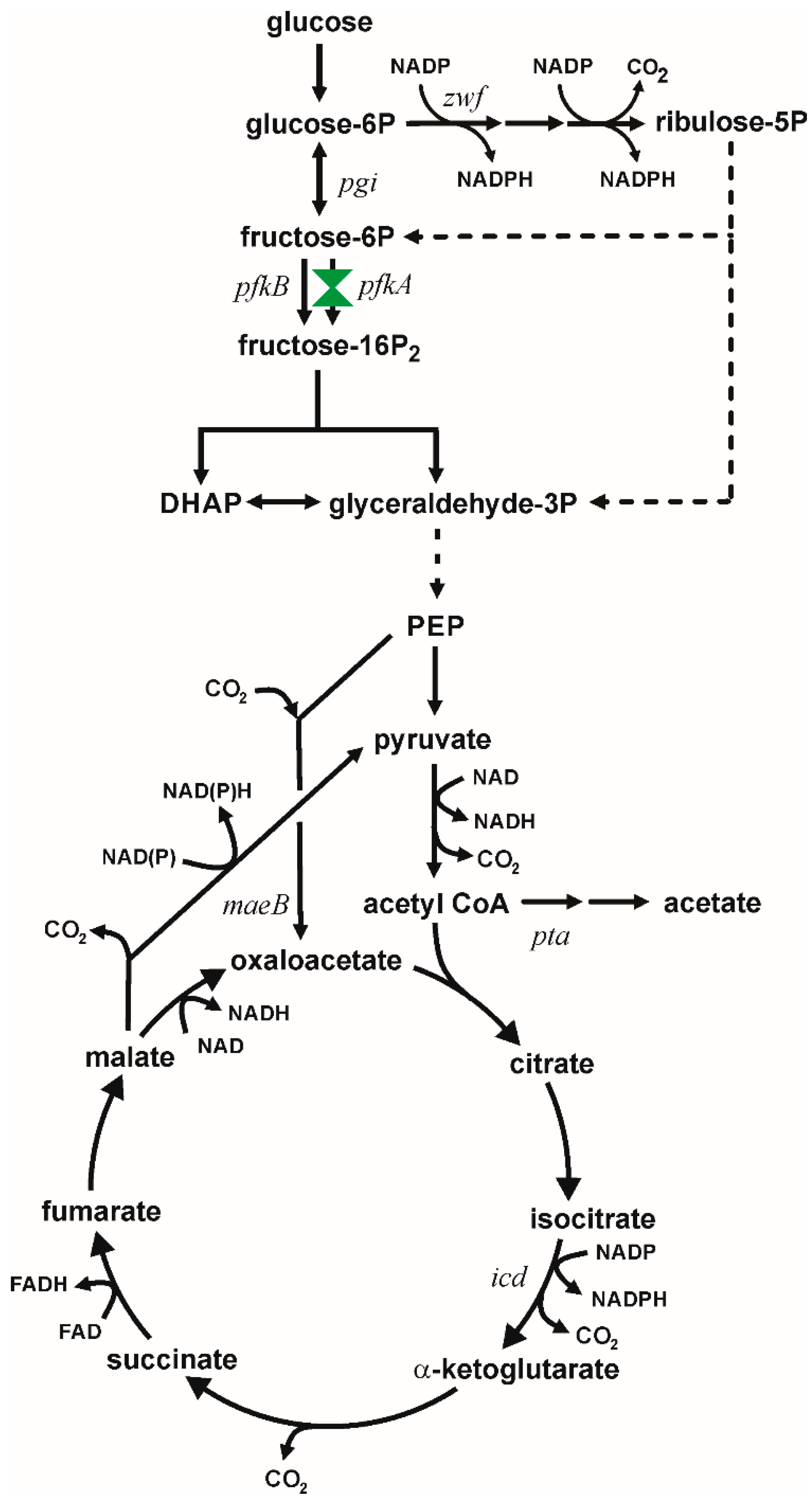 Microbiolres 17 00049 g001