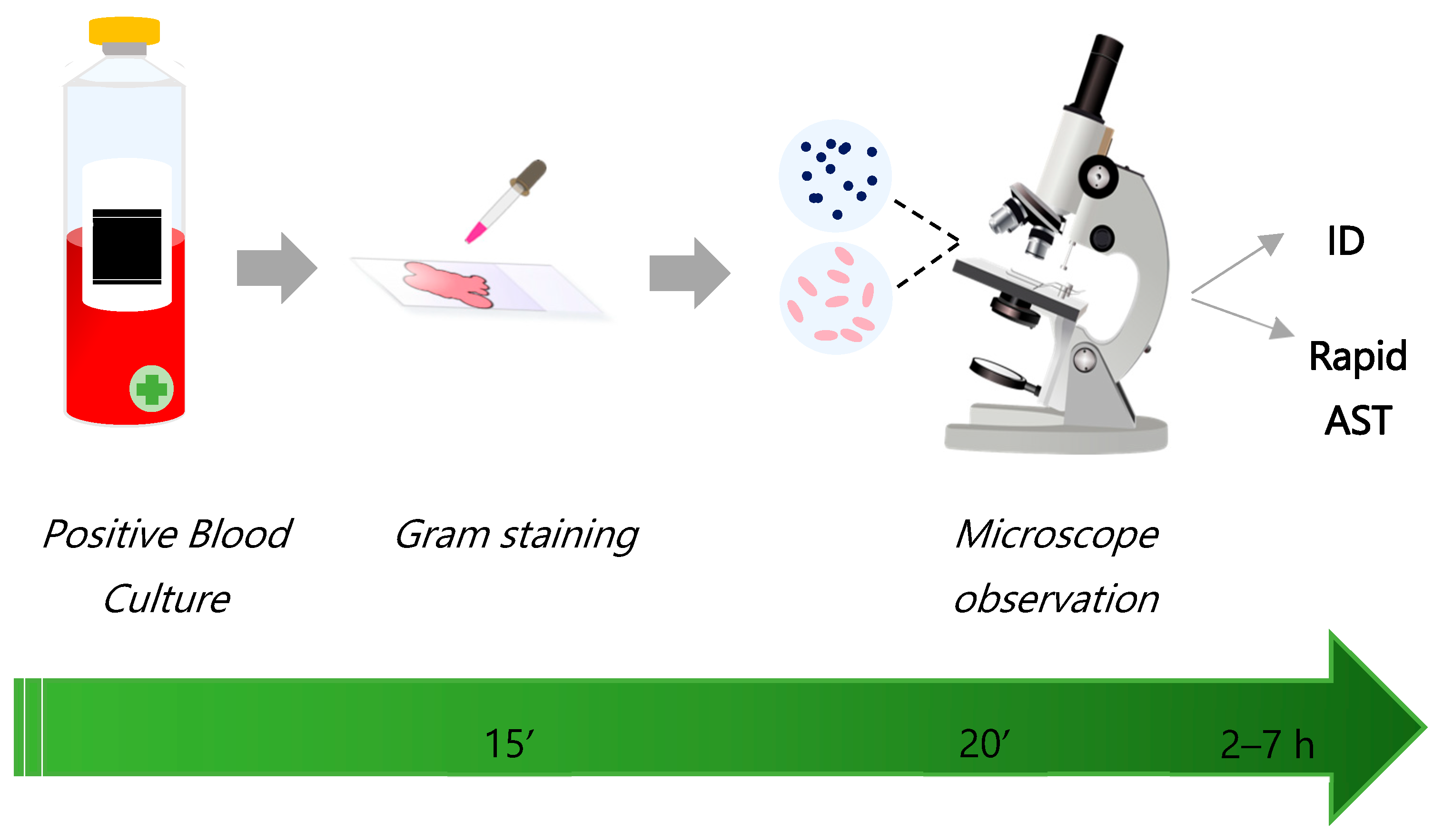 Microbiolres 17 00087 g001 Microbiolres 17 00087 g001