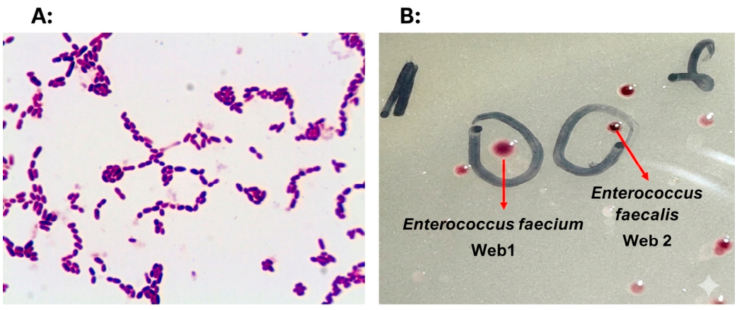 Microbiolres 17 00132 g001 Microbiolres 17 00132 g001