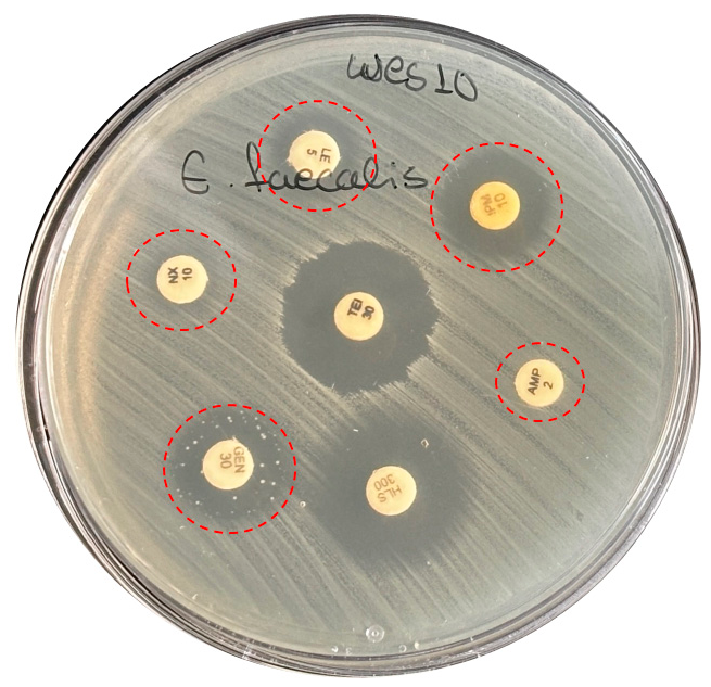 Microbiolres 17 00132 g005 Microbiolres 17 00132 g005
