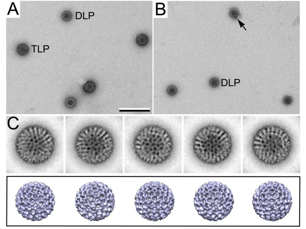 Micromachines 04 00090 g005 1024