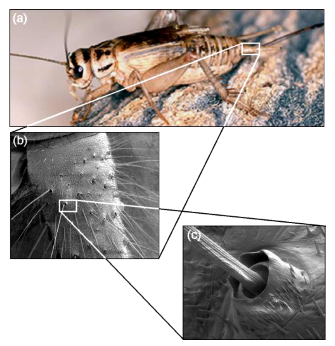 Micromachines 04 00116 g001