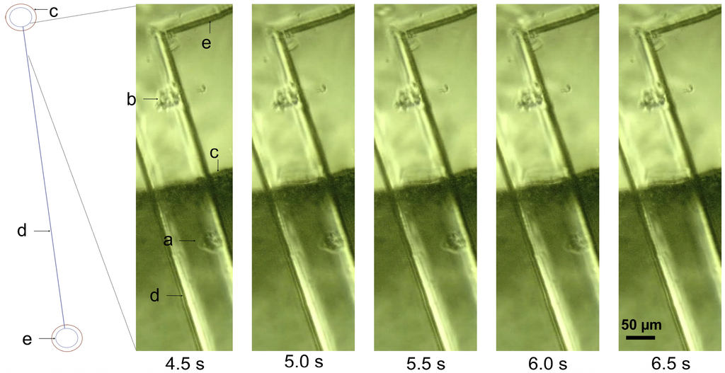 Micromachines 04 00243 g006 1024