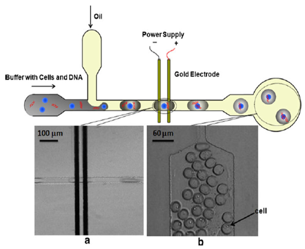 Micromachines 04 00333 g008 1024