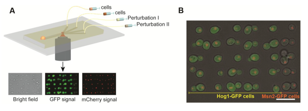 Micromachines 05 00081 g002 1024