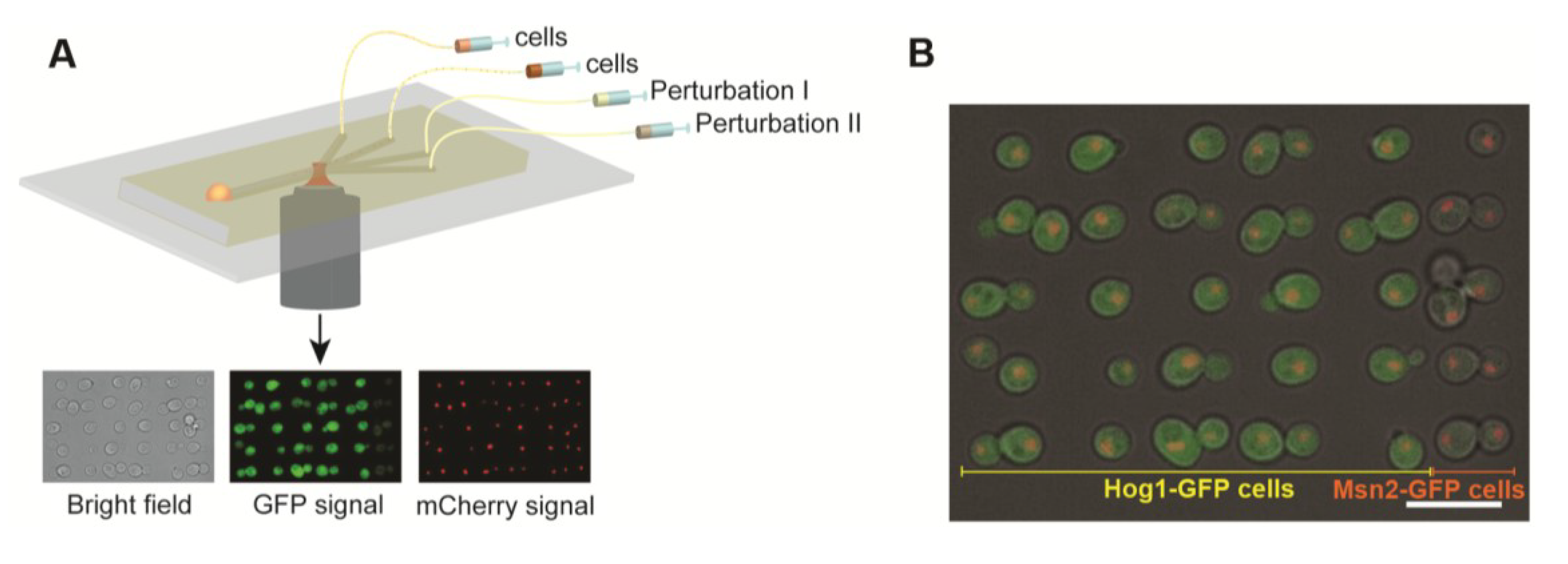 Micromachines 05 00081 g002