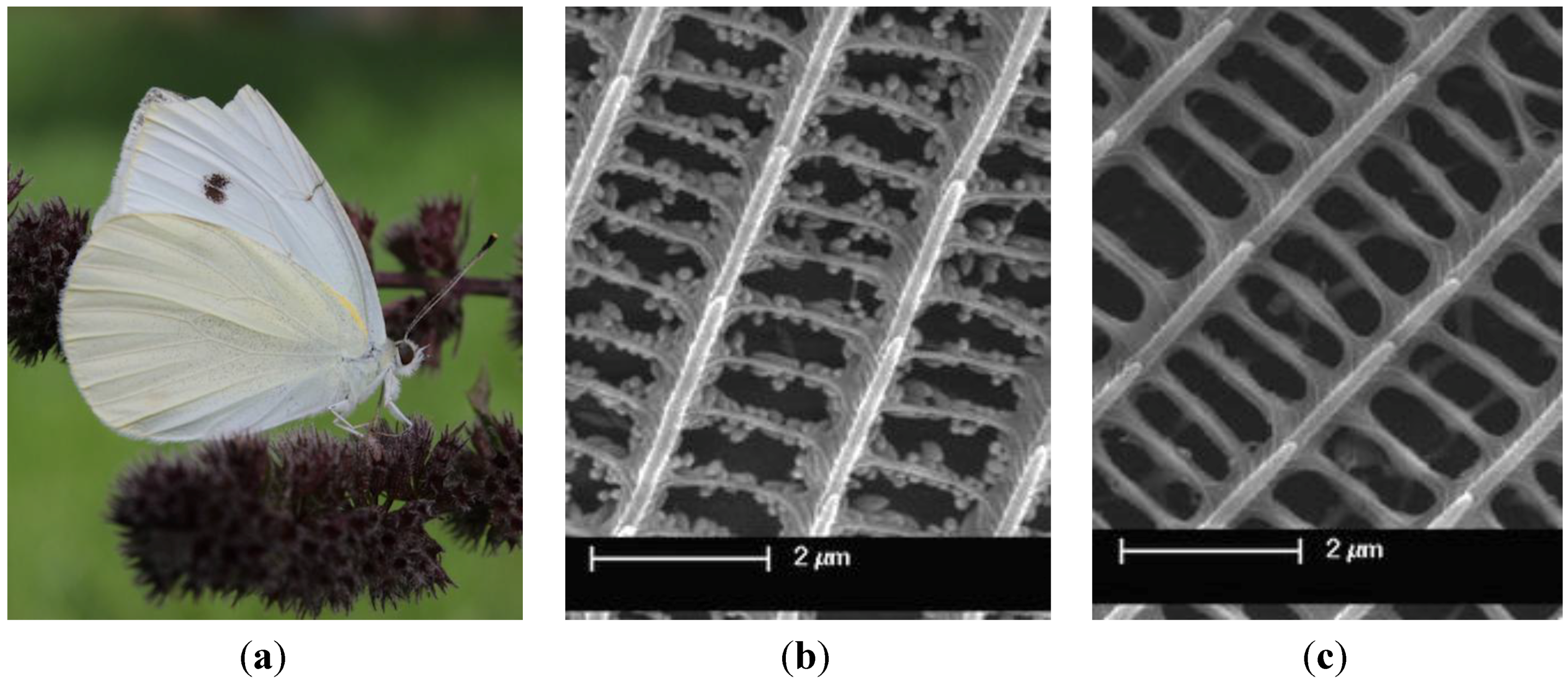 Micromachines 05 00216 g001