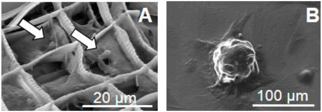 Micromachines 05 00341 g005 1024