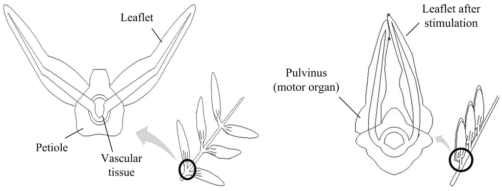 Micromachines 06 00042 g001 1024