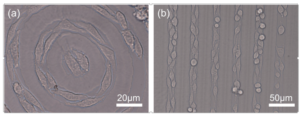 Micromachines 06 01464 g008 1024