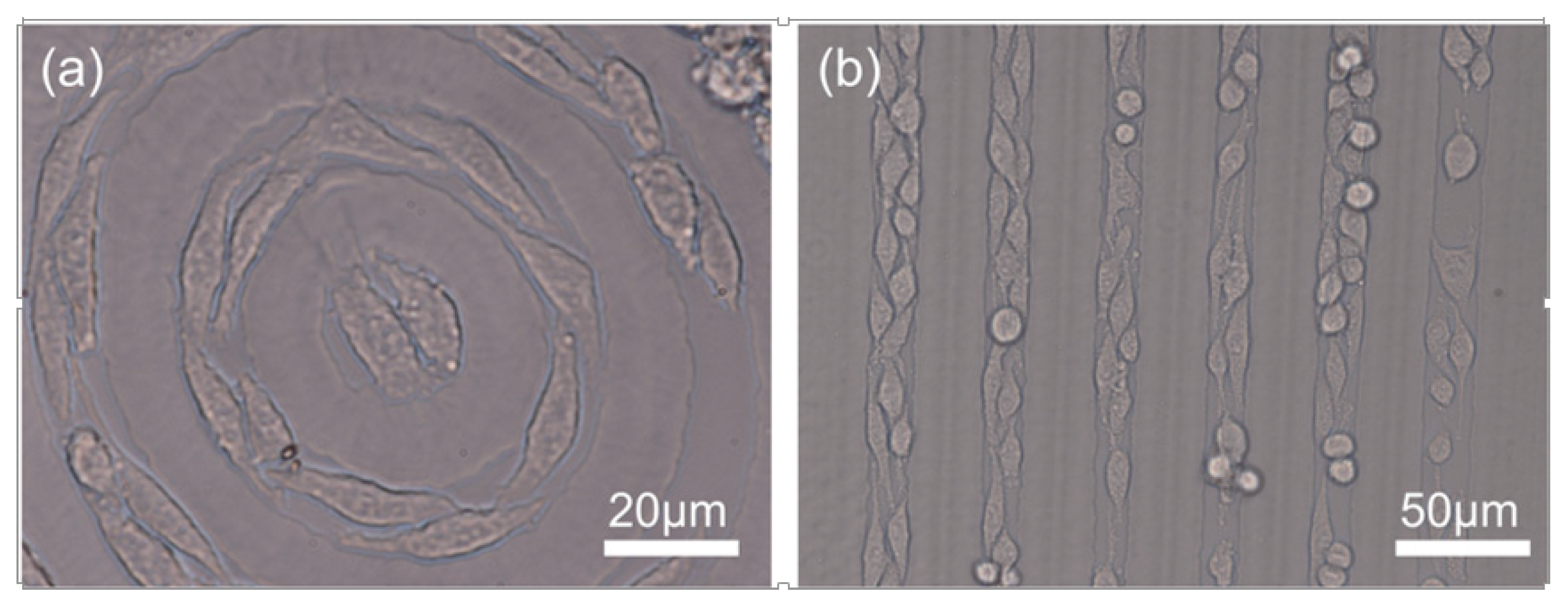 Micromachines 06 01464 g008