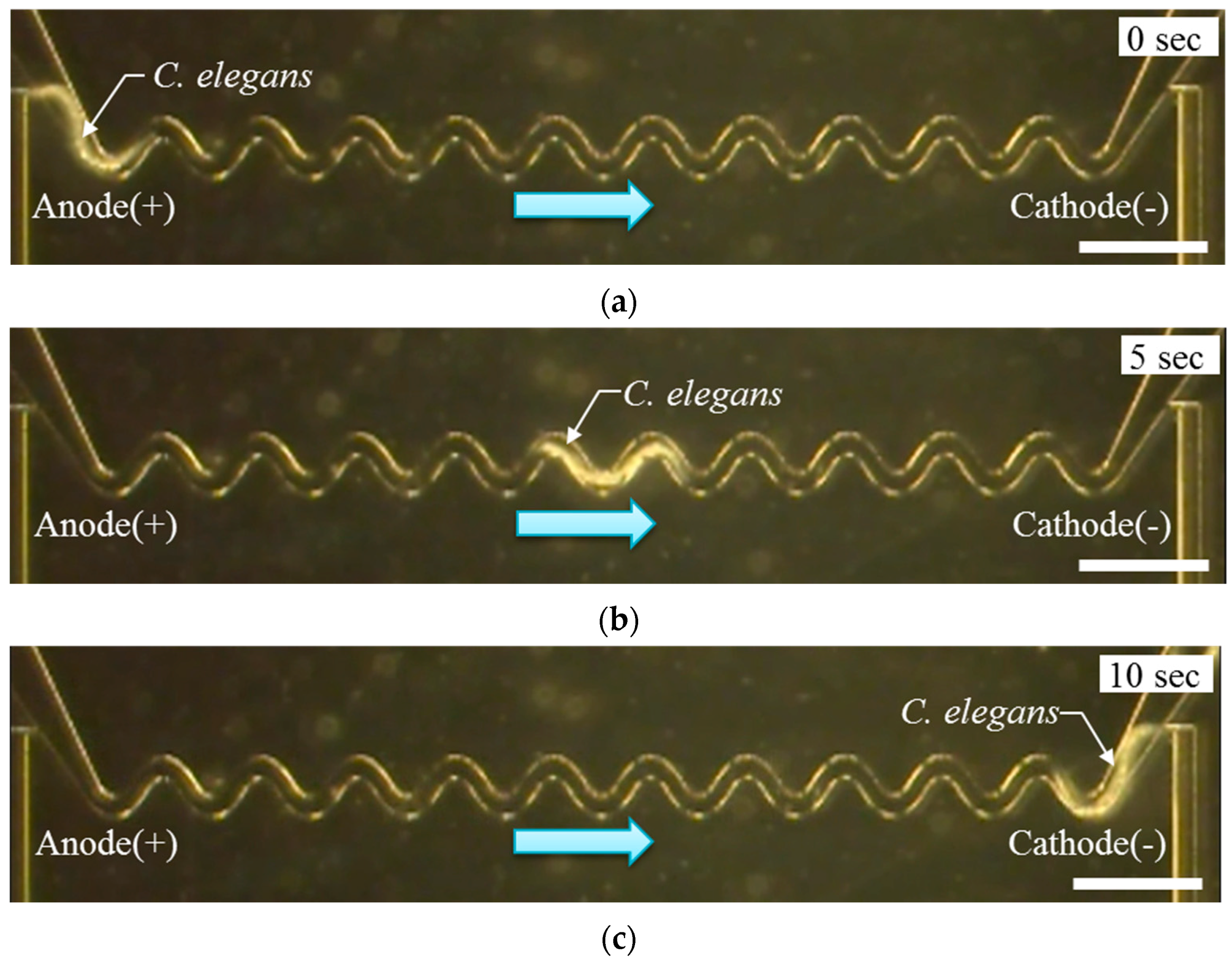 Micromachines 07 00050 g006