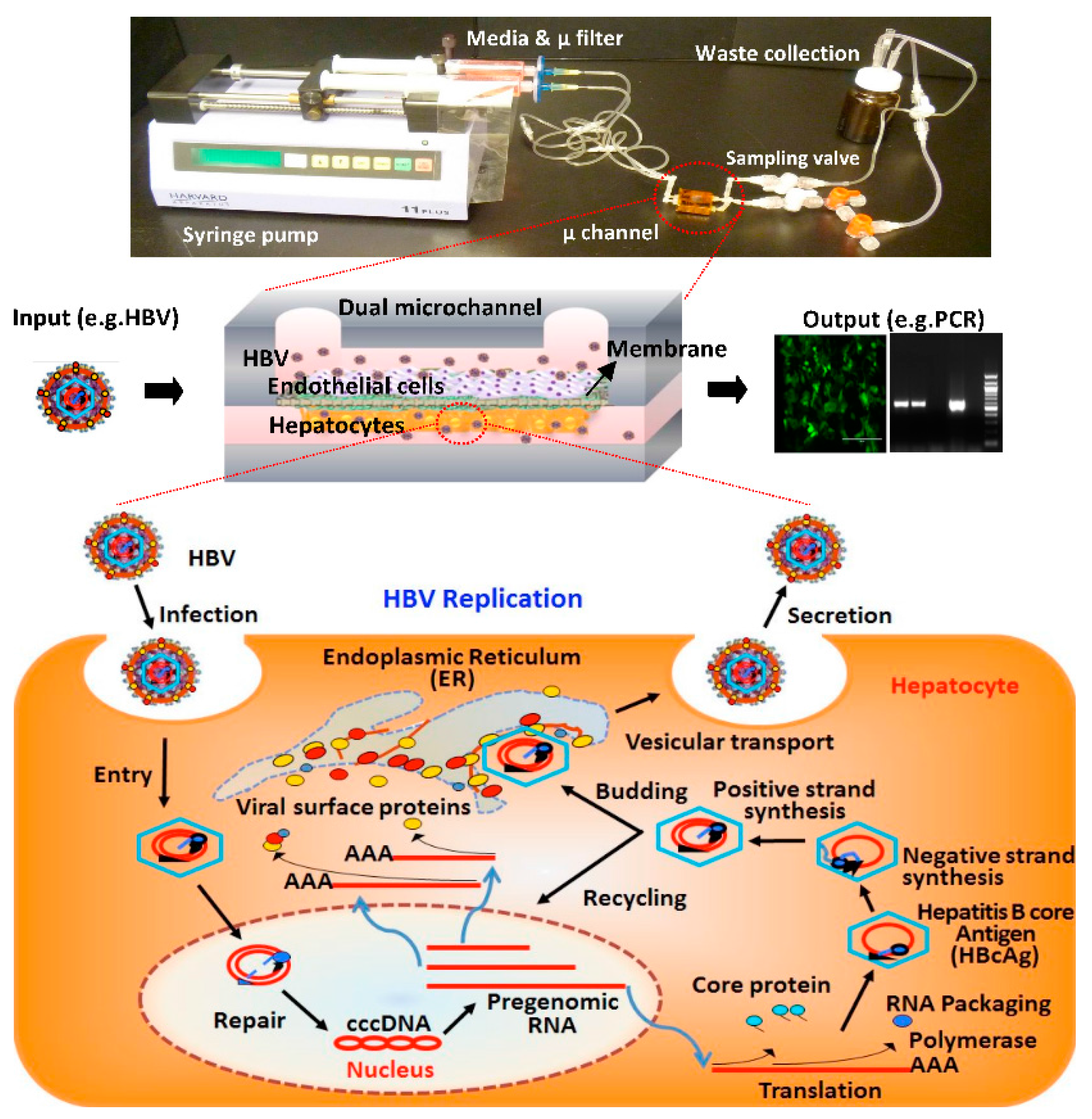 Micromachines 08 00027 g001