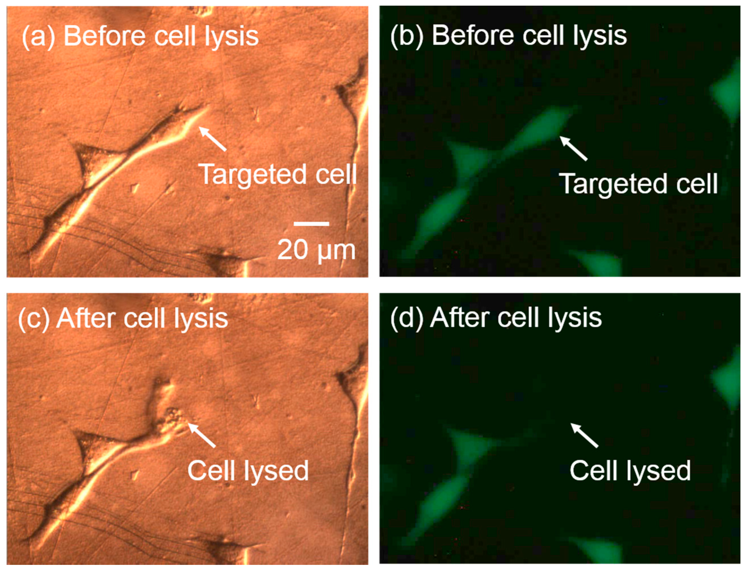 Micromachines 08 00121 g011