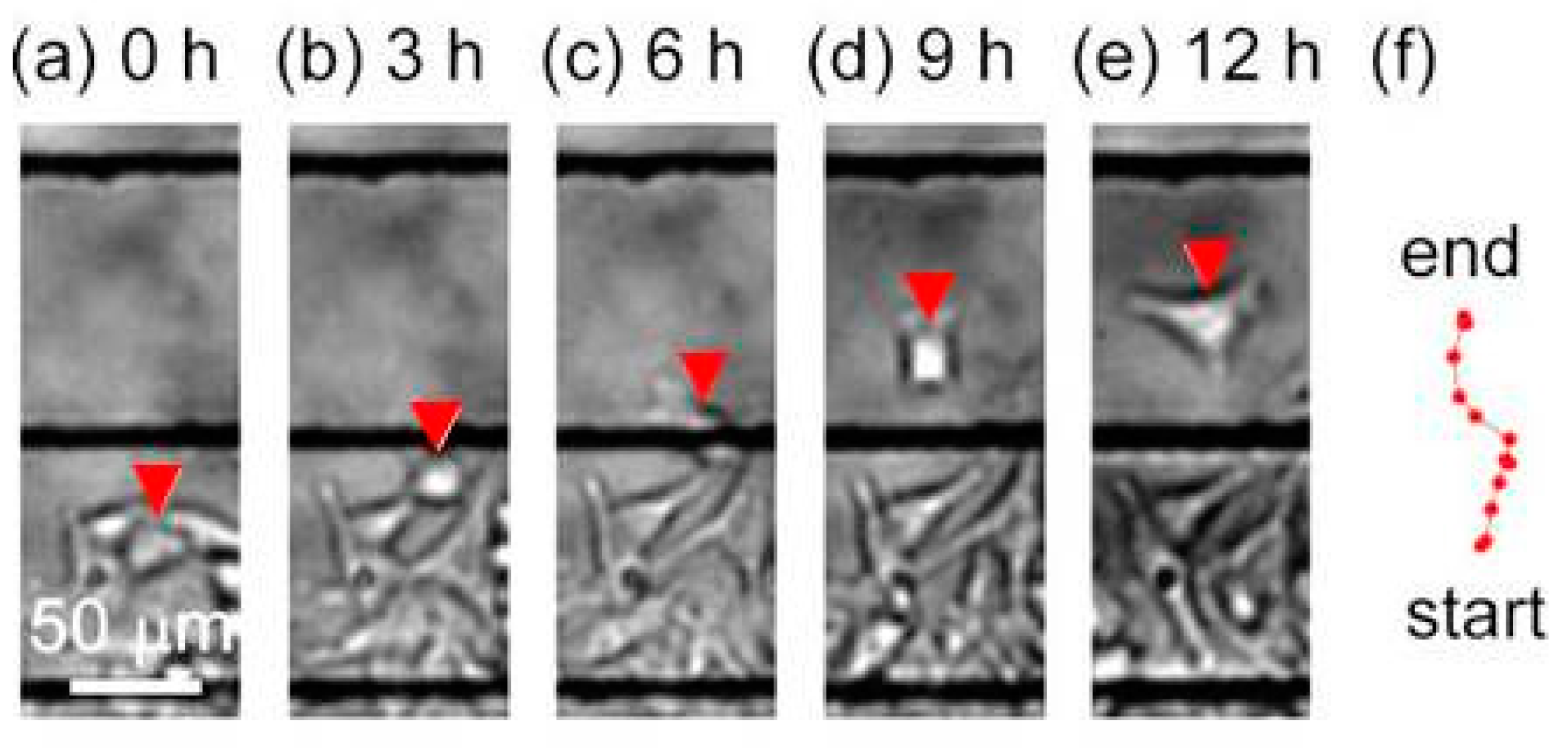 Micromachines 10 00116 g009