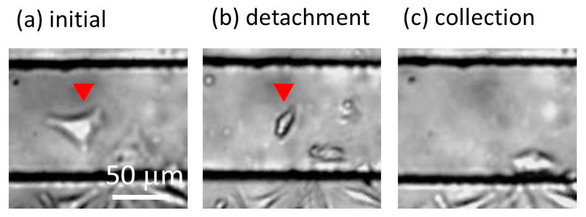 Micromachines 10 00116 g010