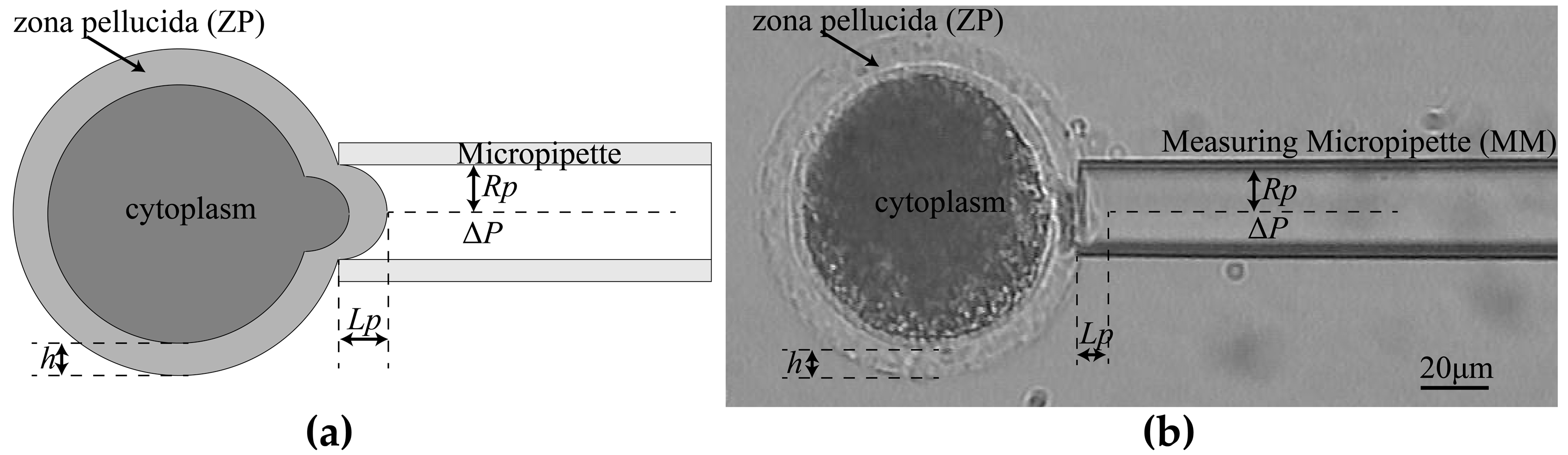 Micromachines 10 00348 g009