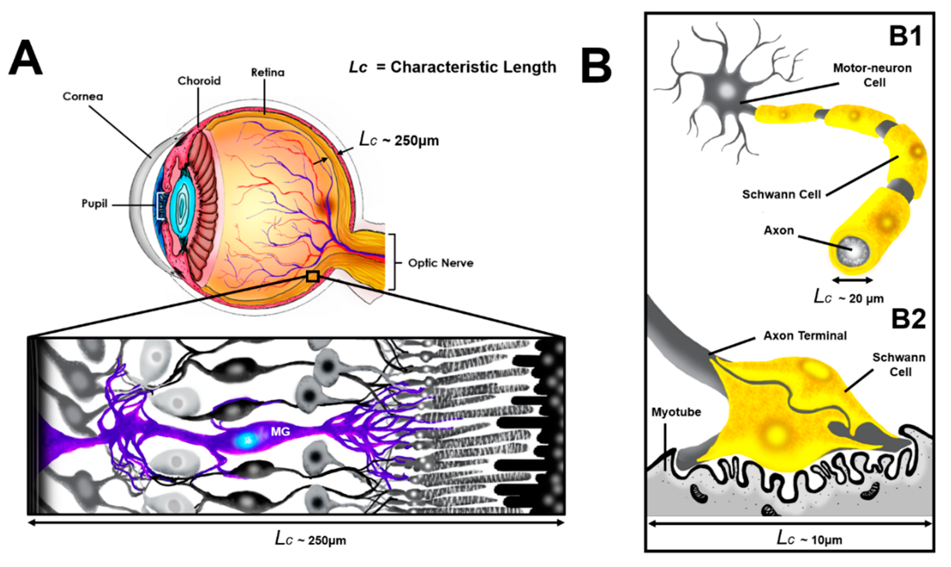 Micromachines 10 00513 g001 Micromachines 10 00513 g001