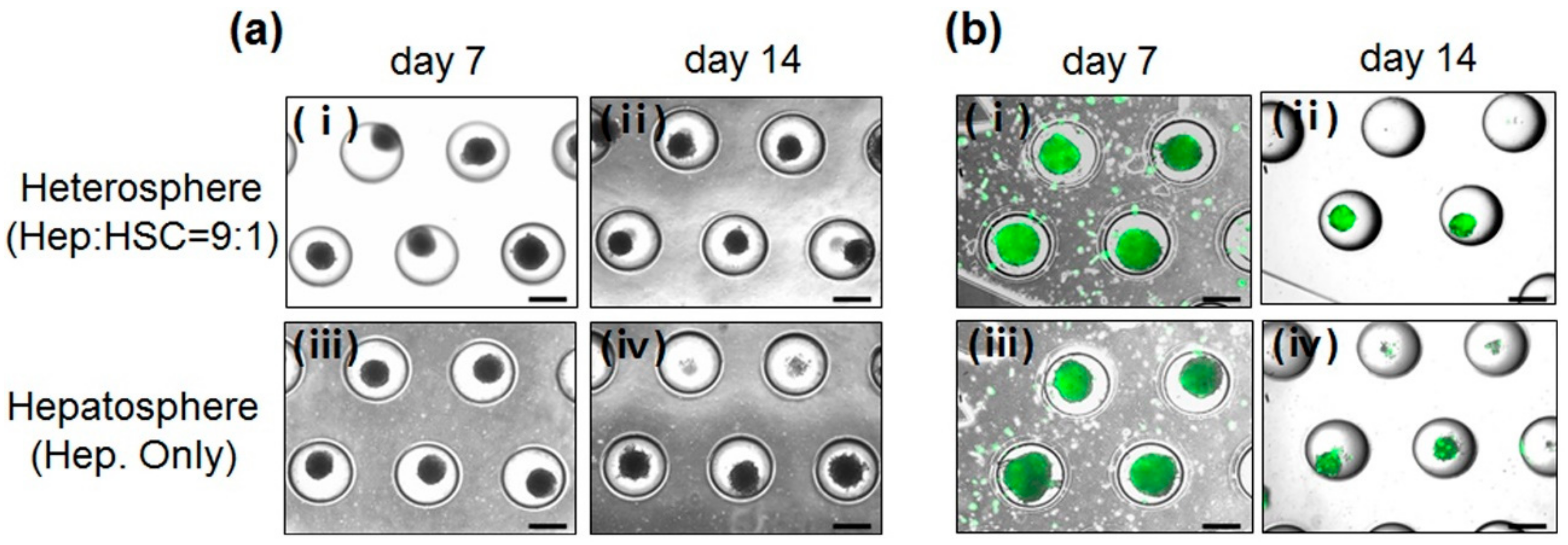 Micromachines 11 00036 g002