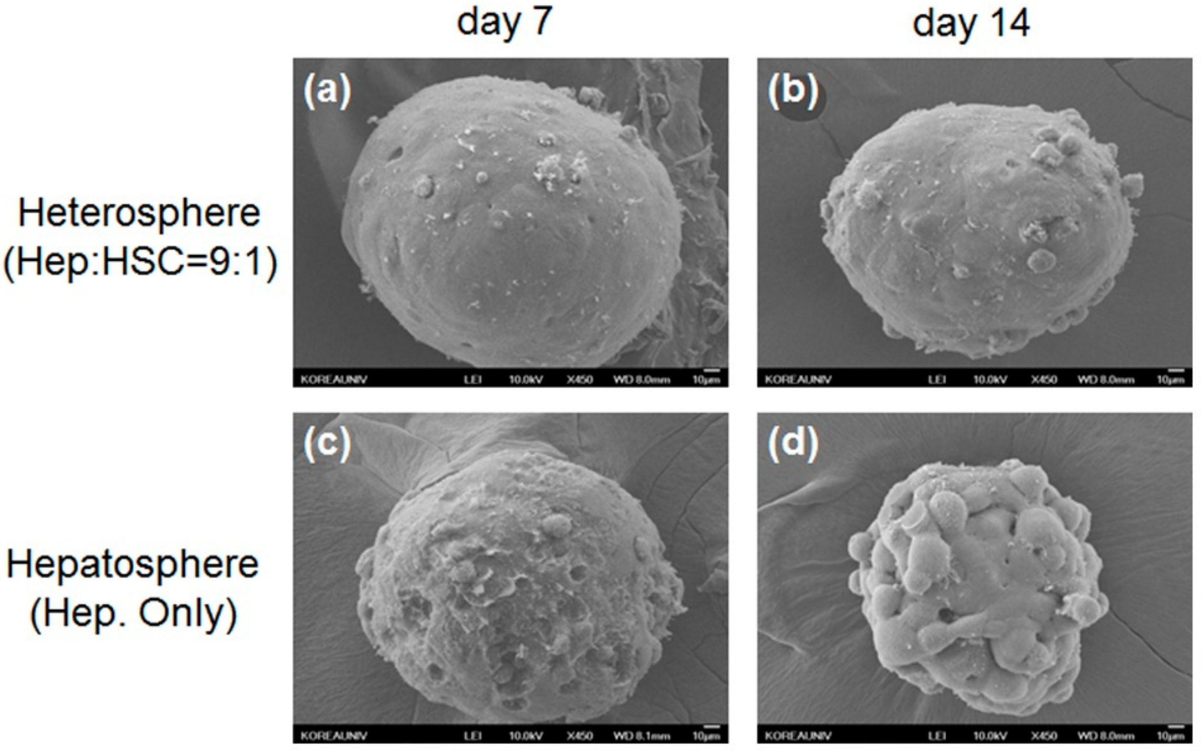 Micromachines 11 00036 g003