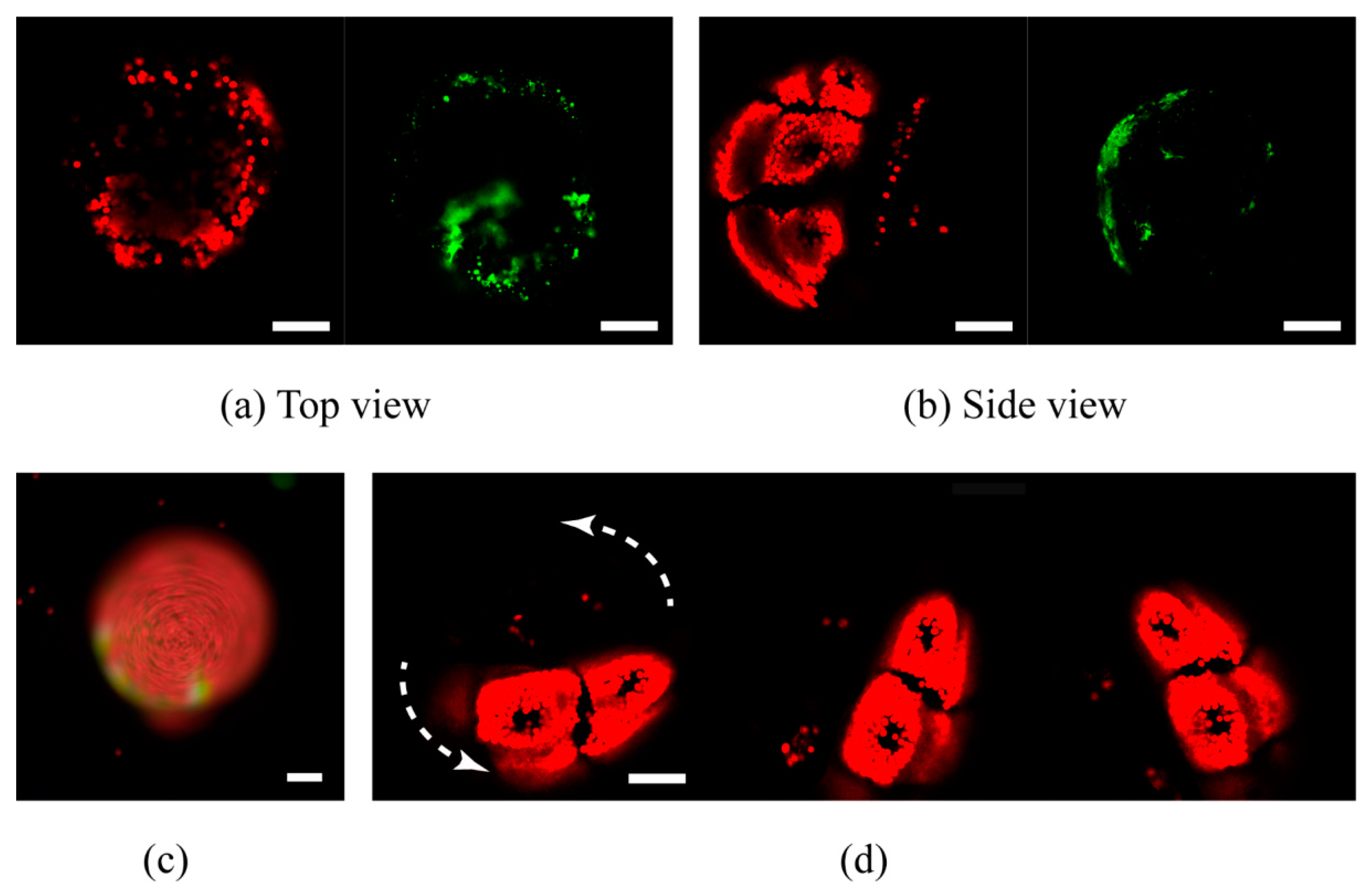 Micromachines 11 00127 g005 Micromachines 11 00127 g005