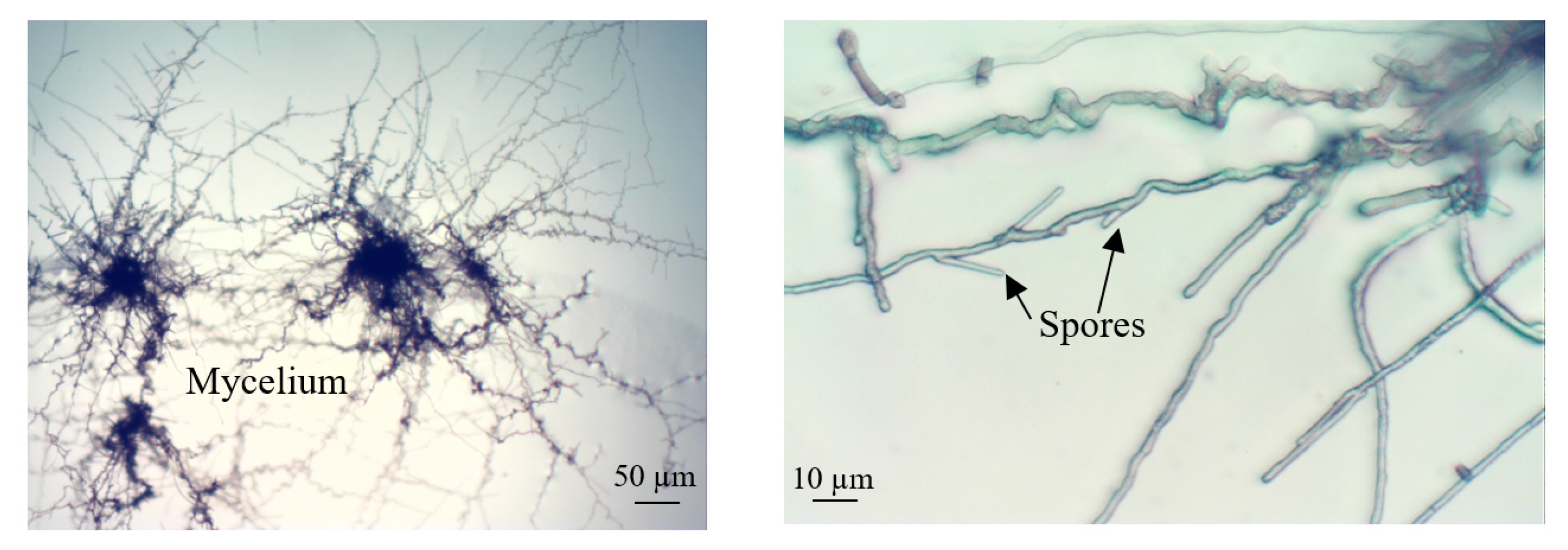 Micromachines 11 00196 g009
