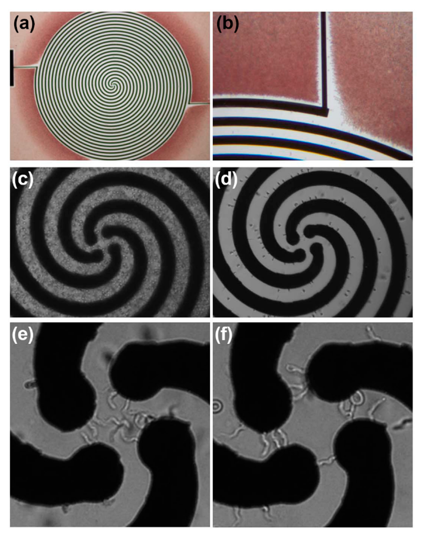 Micromachines 11 00468 g002