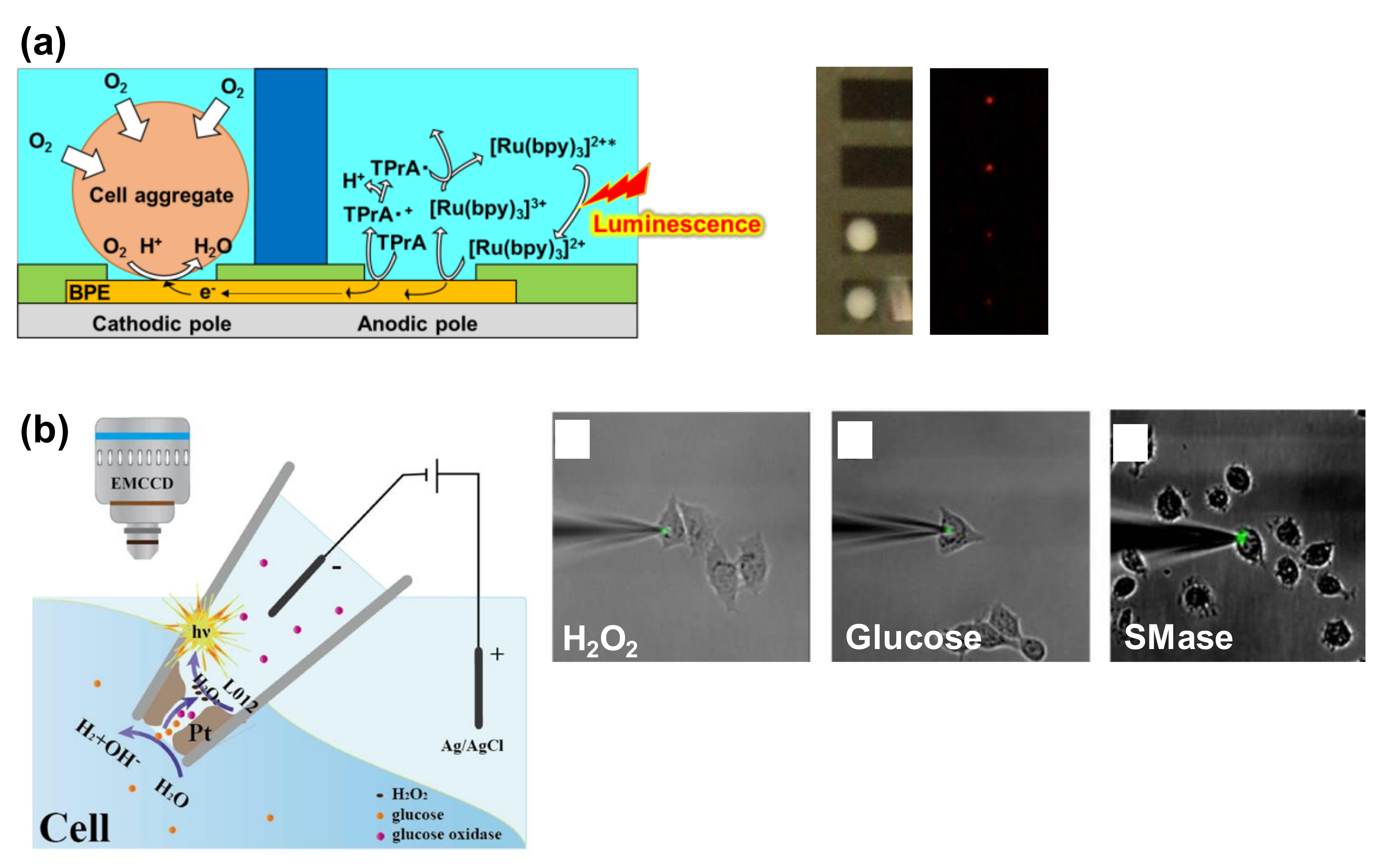 Micromachines 11 00530 g008