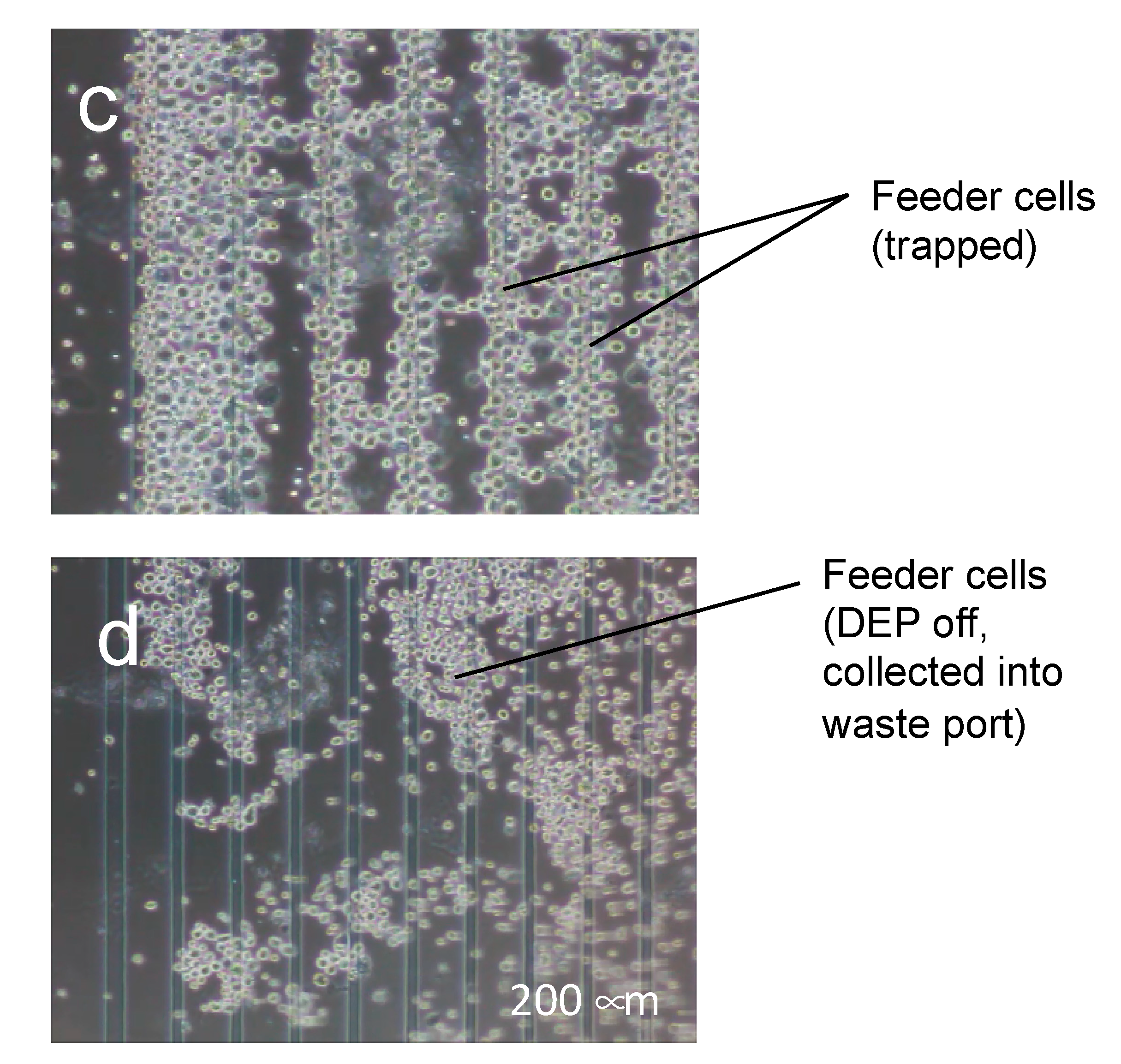 Micromachines 11 00734 g008b Micromachines 11 00734 g008b
